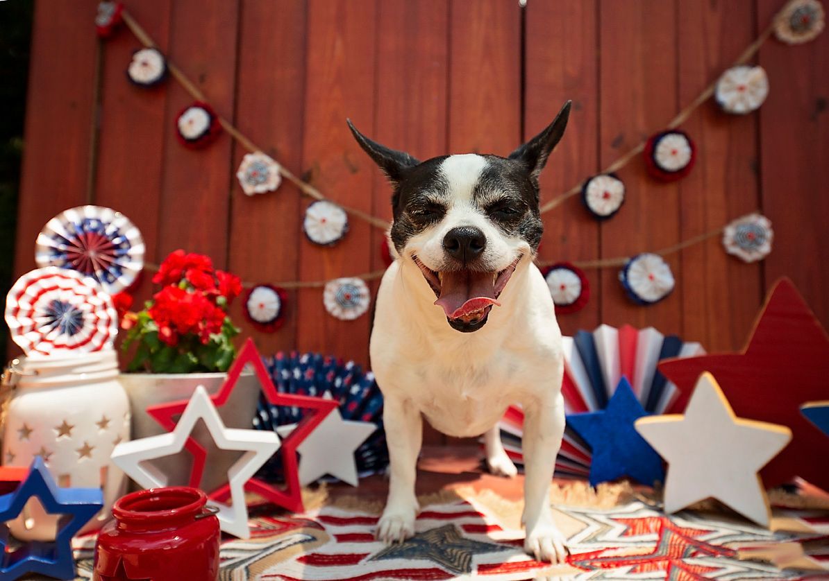 A black and white rat terrier chihuahua dog is standing in front of a red wooden fence surrounded by red, white and blue stars.