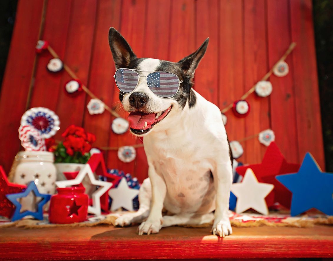 A smiling dog wearing patriotic sunglasses is sitting on a table in front of Independence Day decorations.