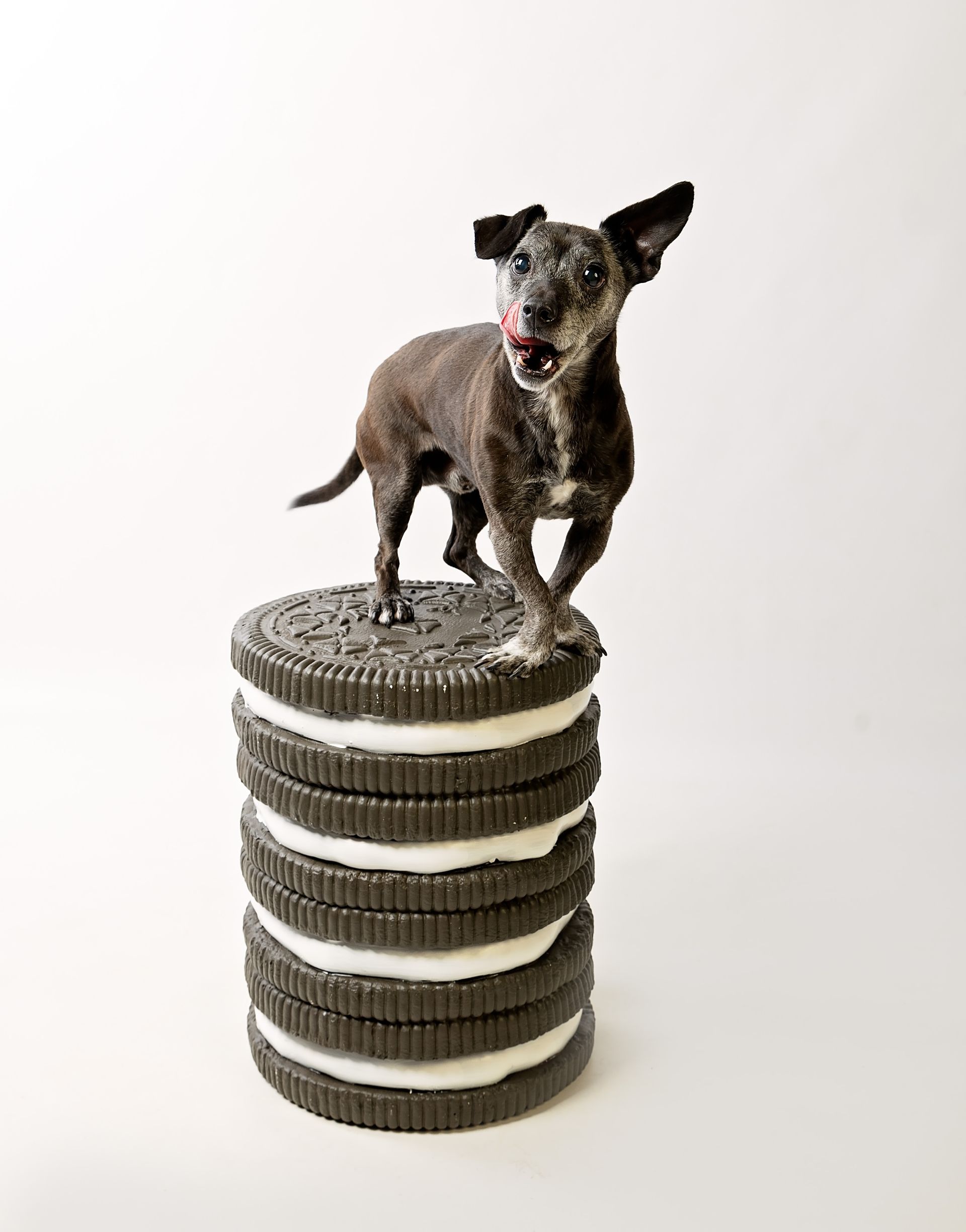 A mostly black with white spots dog is standing on top of a stack of giant chocolate wafer with creme filling sandwich cookies.