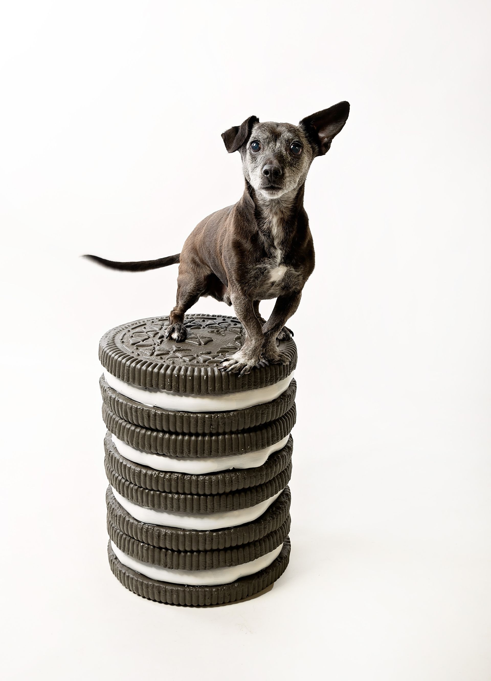 A mostly black with white spots dog is standing on top of a stack of giant chocolate wafer with creme filling sandwich cookies.
