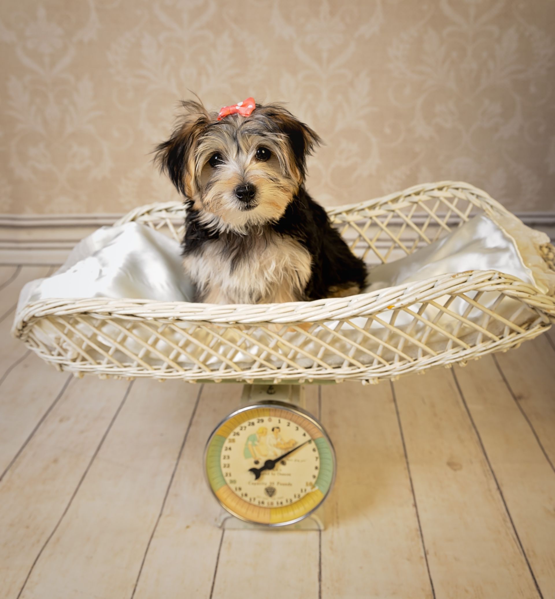 A small dog is sitting on a baby scale.