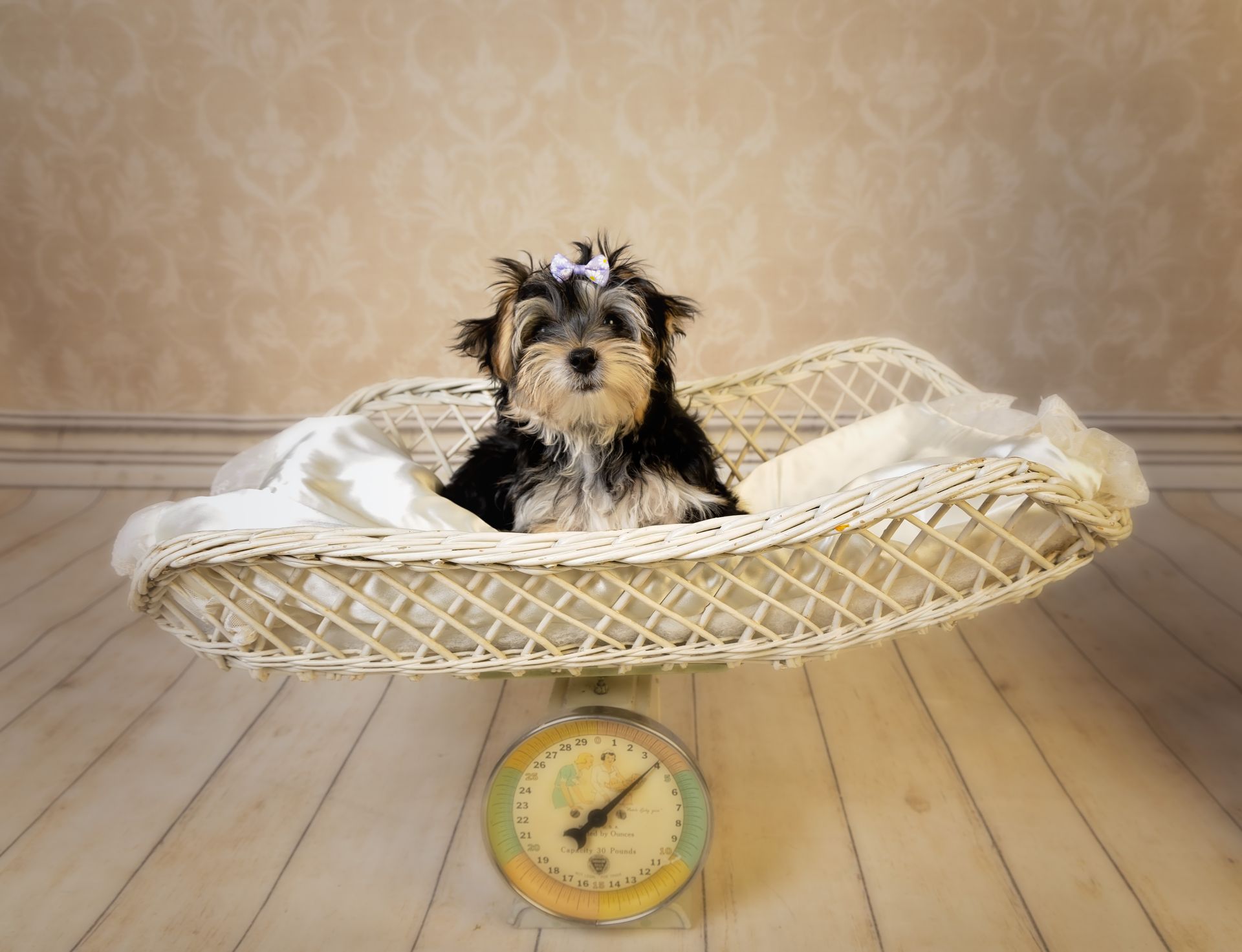 a small dog is sitting on a baby scale.