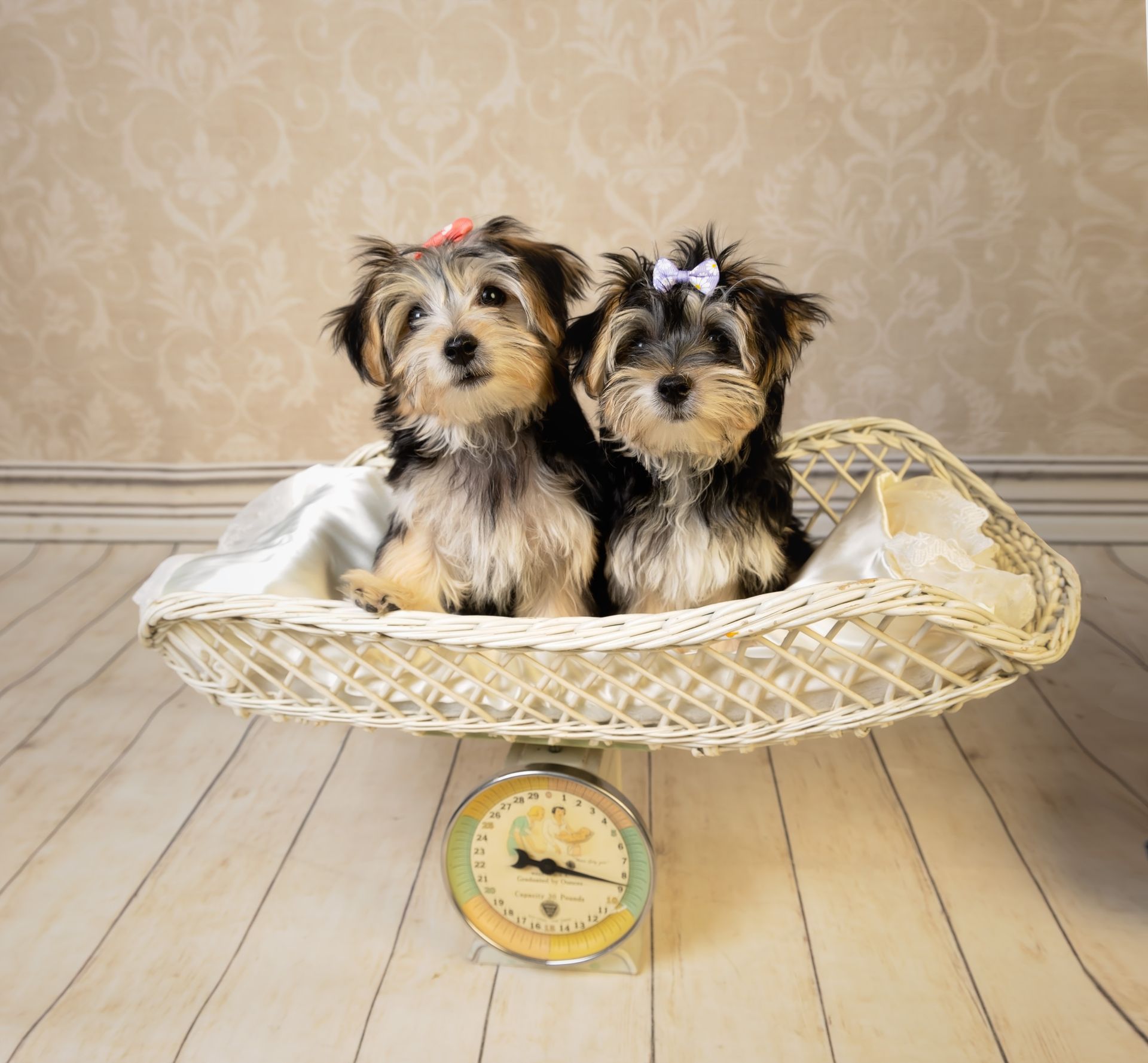 Two puppies are sitting in a basket on a scale