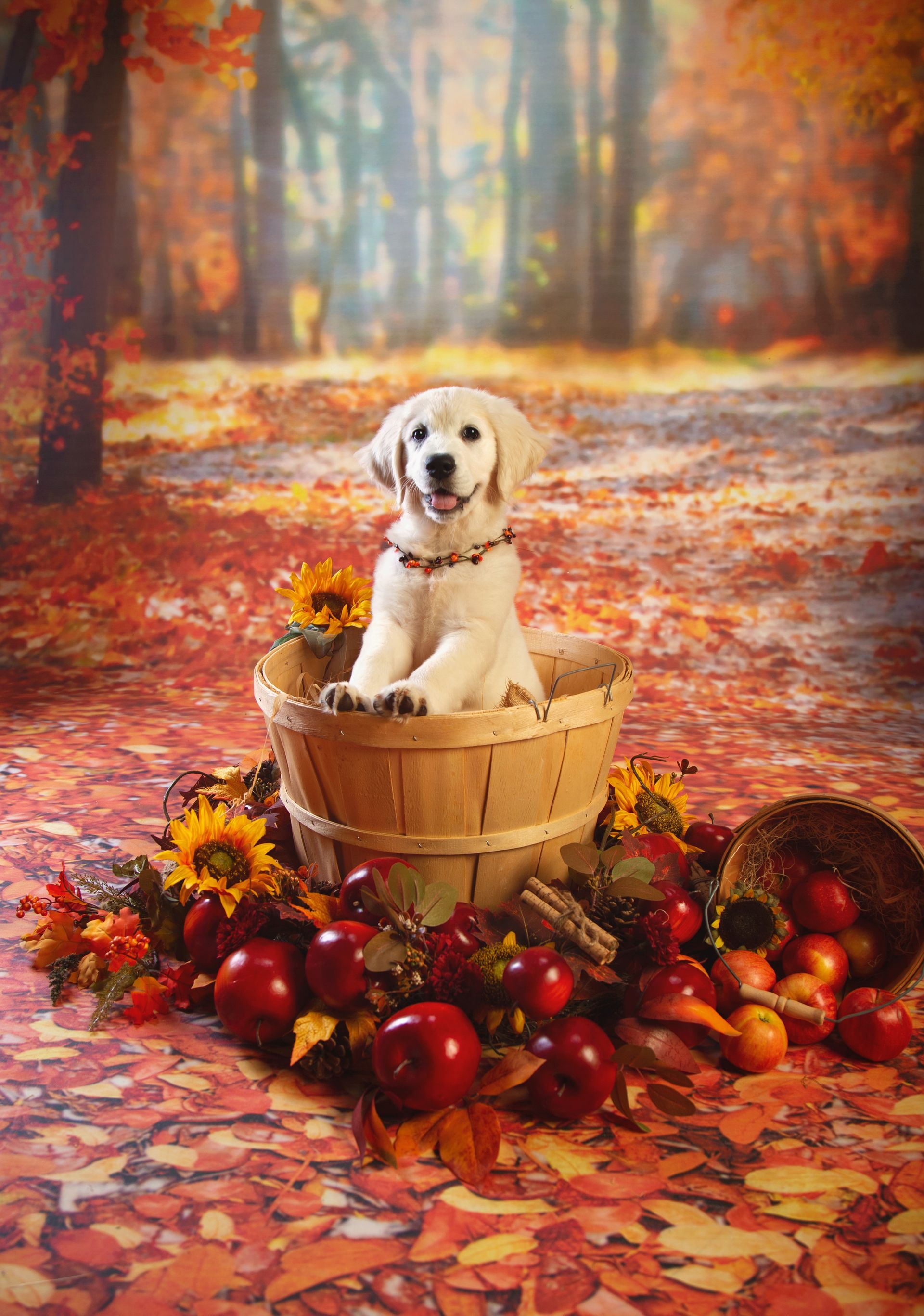 A puppy is sitting in a bushel basket surrounded by apples and leaves.