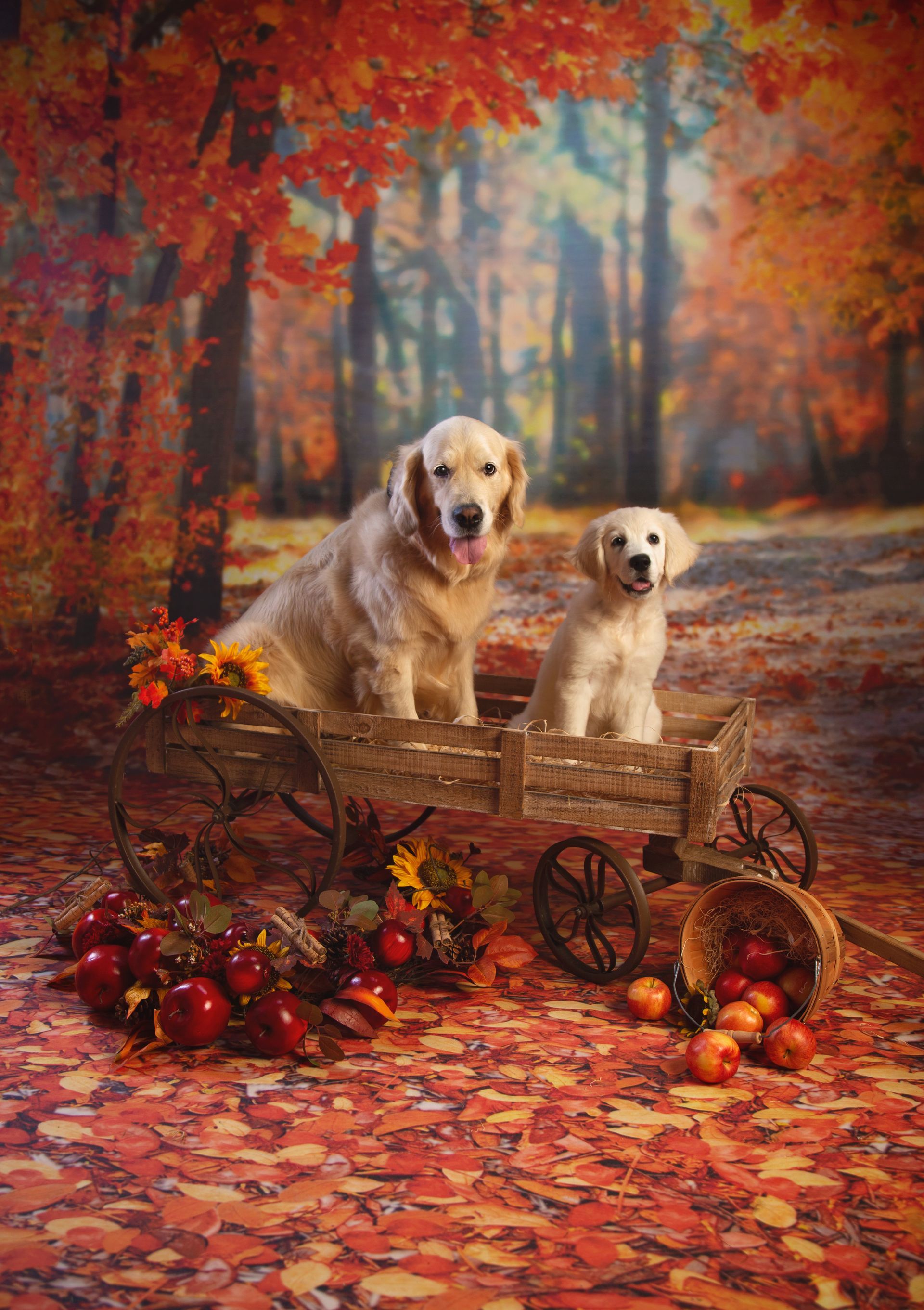 Two dogs are sitting in a wooden wagon surrounded by autumn leaves.
