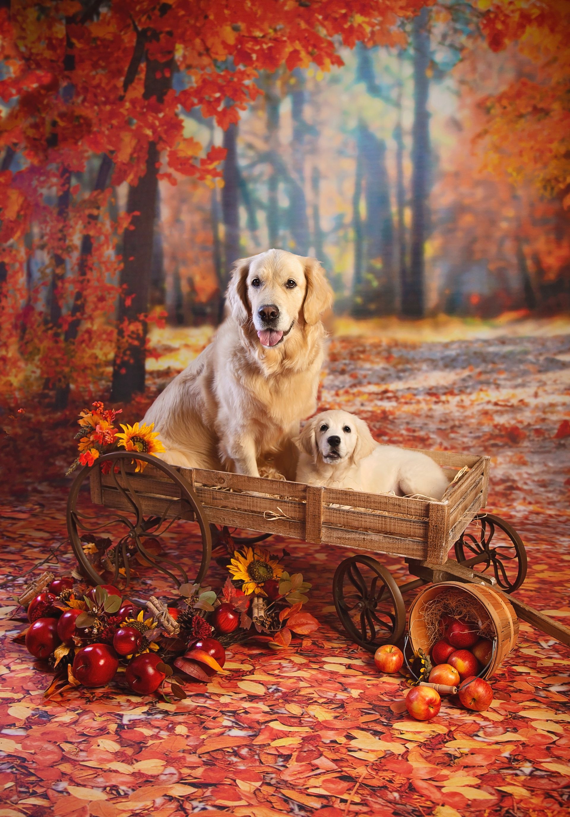 Two dogs are sitting in a wooden wagon with apples and leaves.