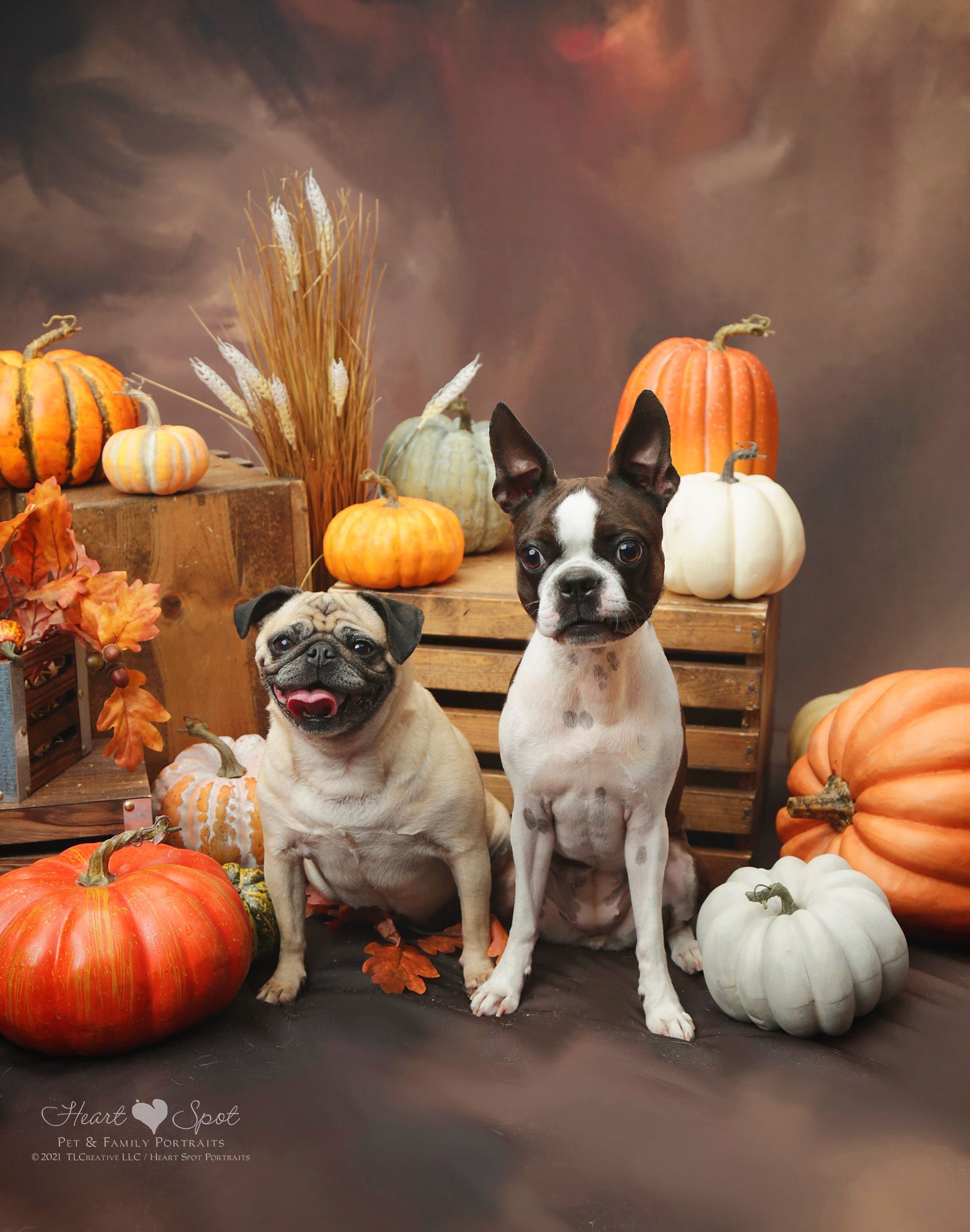 Two dogs are sitting next to each other in front of pumpkins.