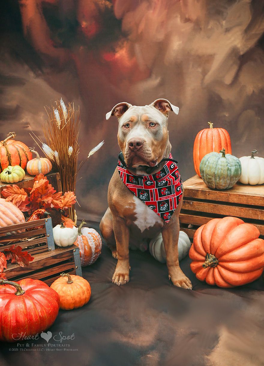 A dog wearing a bandana is sitting in front of pumpkins.