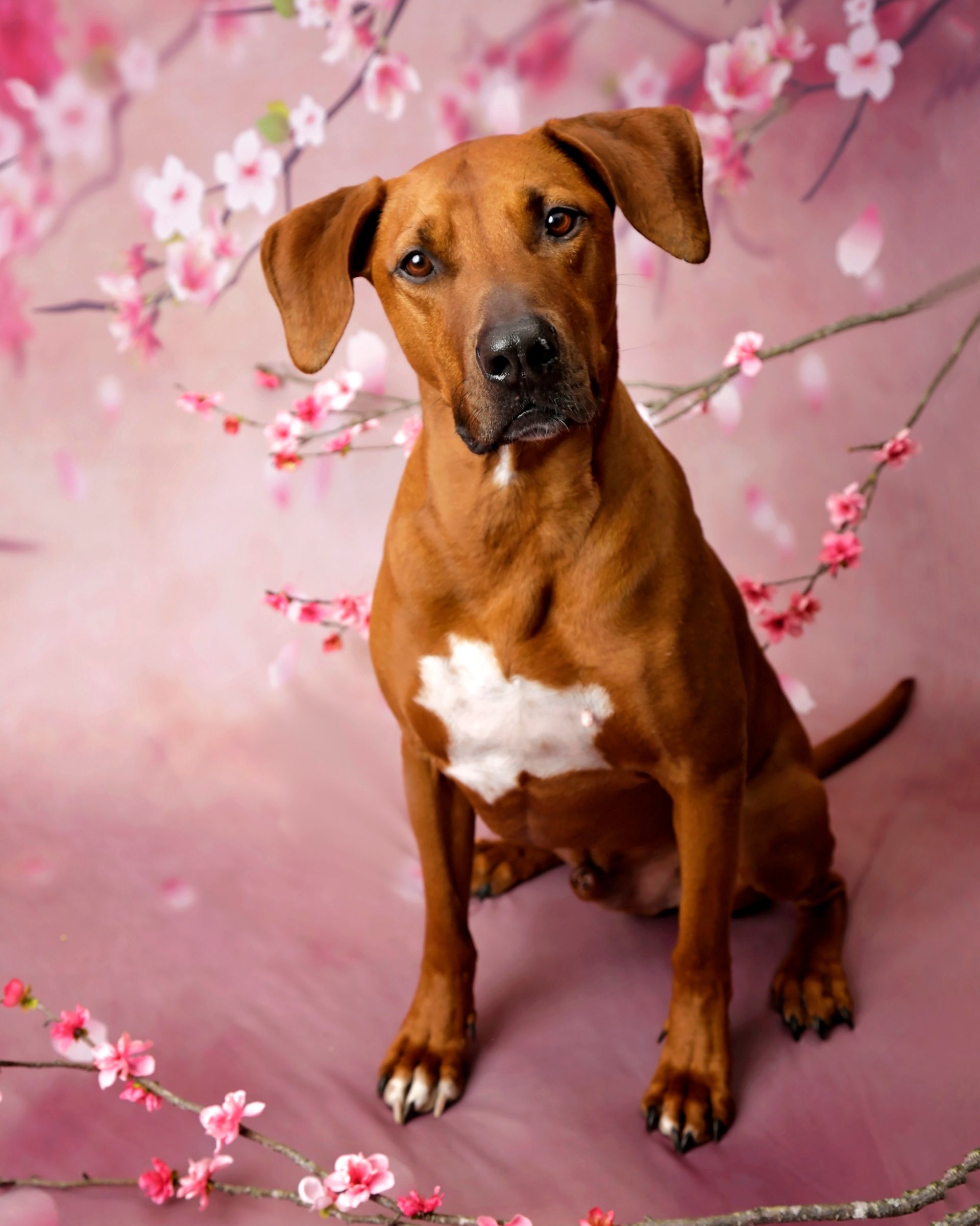 A brown dog is sitting in front of a pink background with cherry blossom flowers.