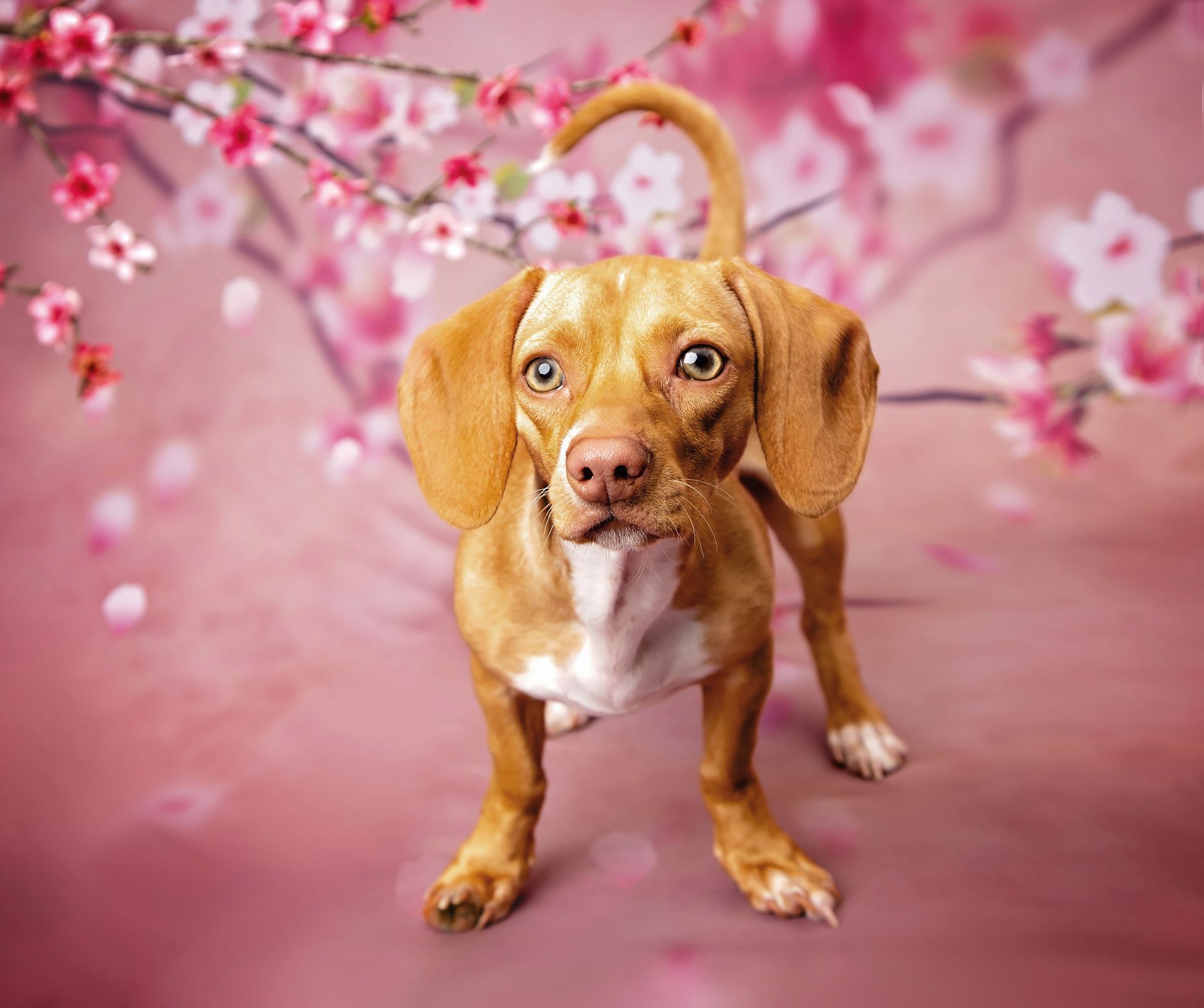 A brown and white dog is standing in front of a pink background with cherry blossoms.
