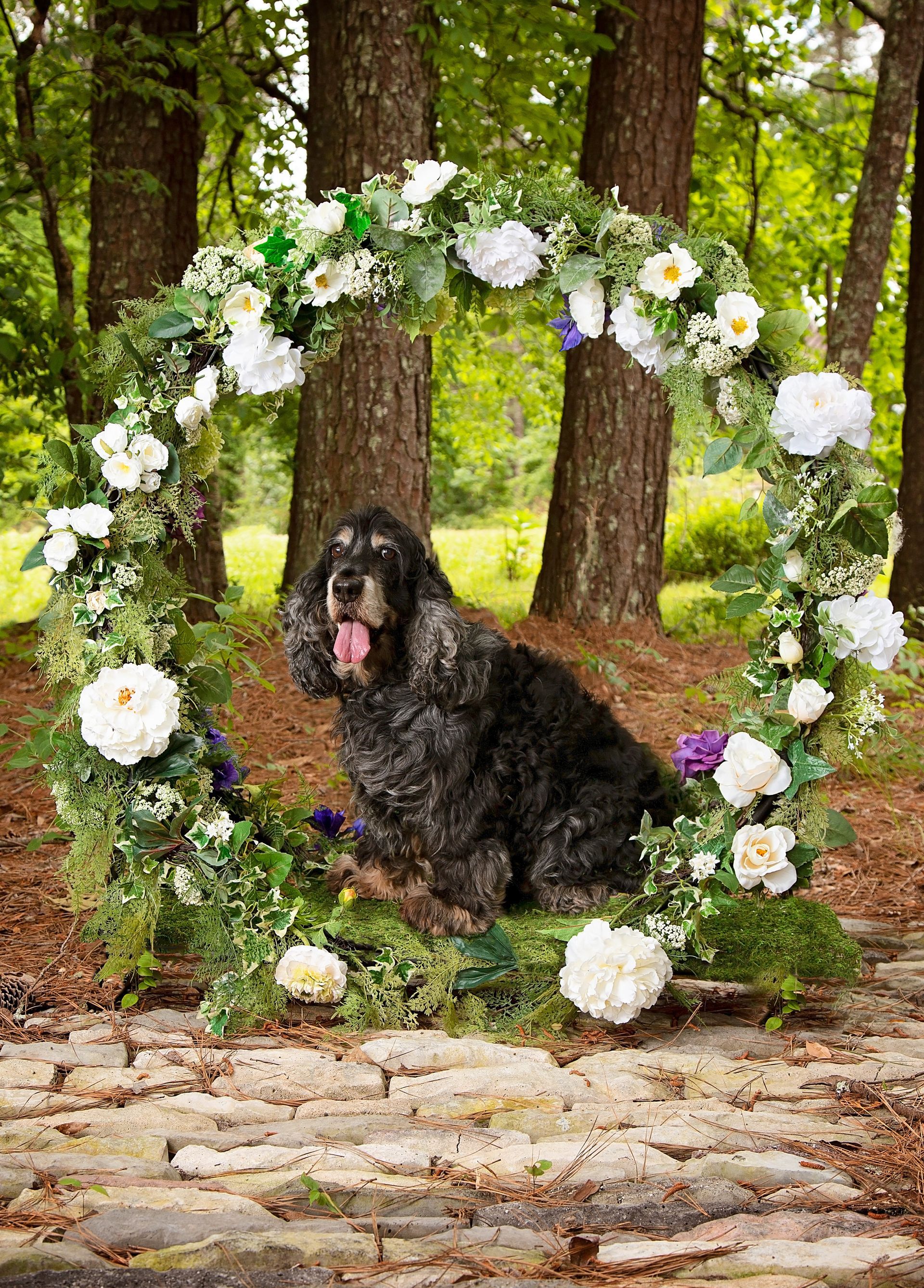 A black dog is sitting in a circle of flowers in the woods.