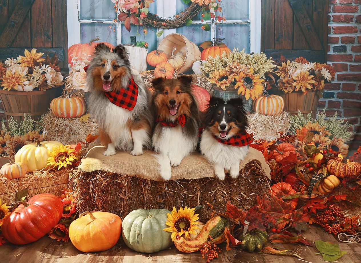 Three dogs are sitting on a bale of hay surrounded by pumpkins and flowers.