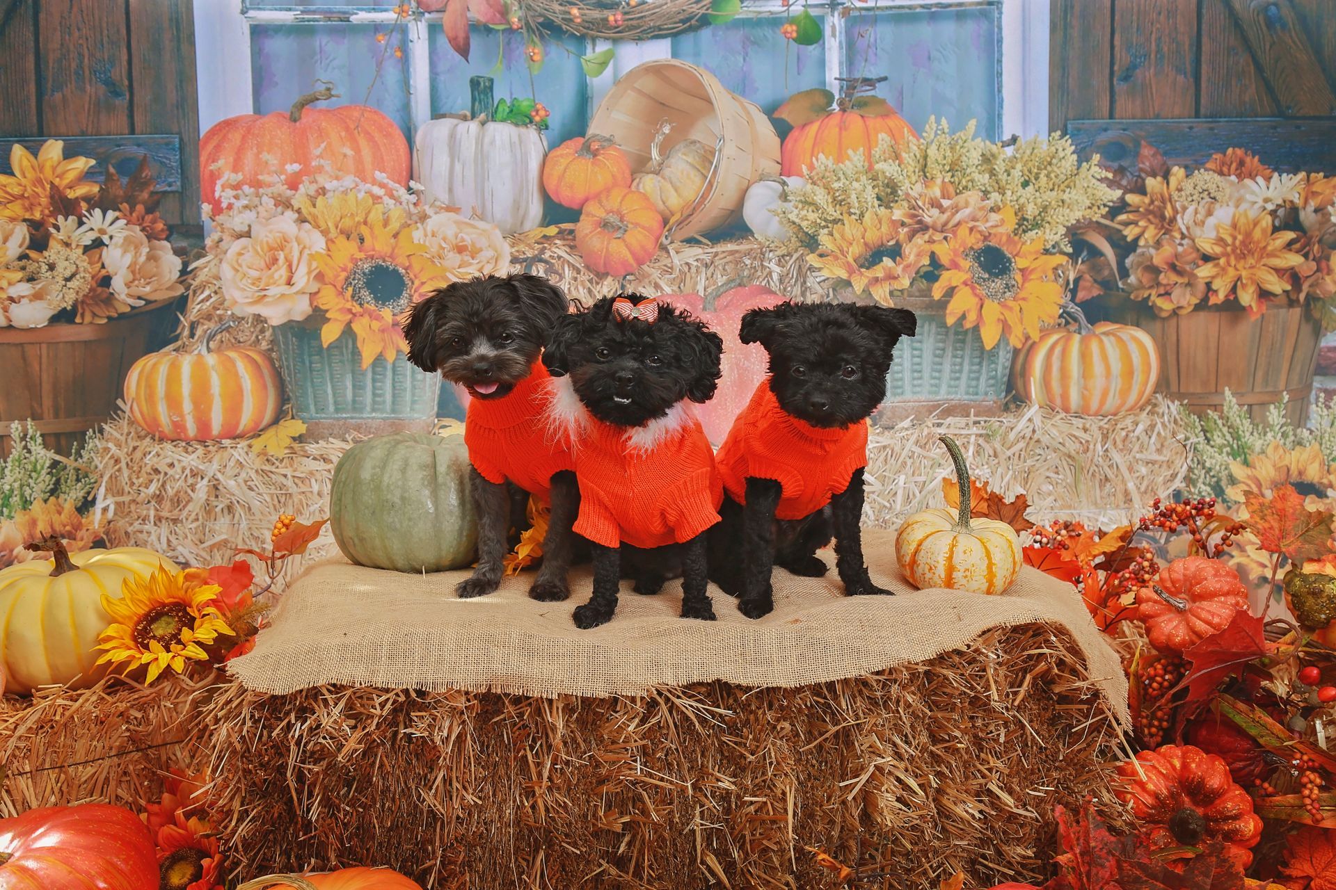 Three puppies wearing orange sweaters are sitting on a bale of hay.