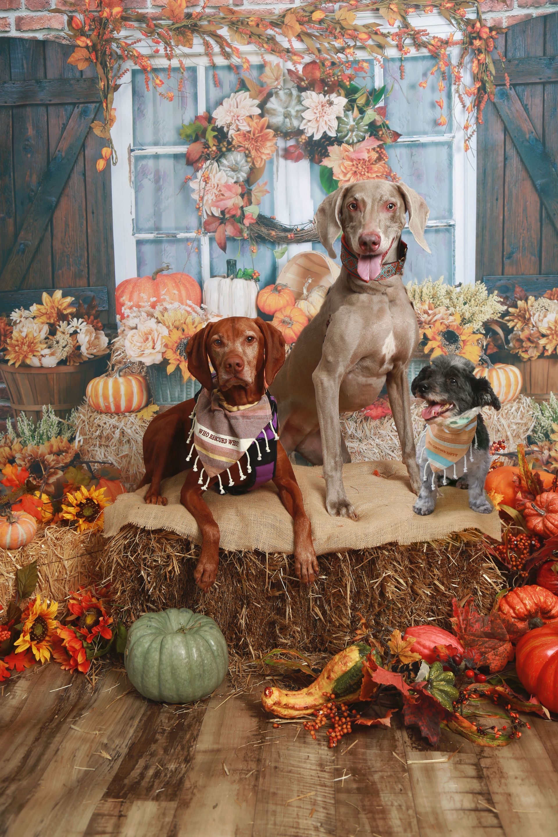 Three dogs are posing for a picture in front of pumpkins and hay bales.