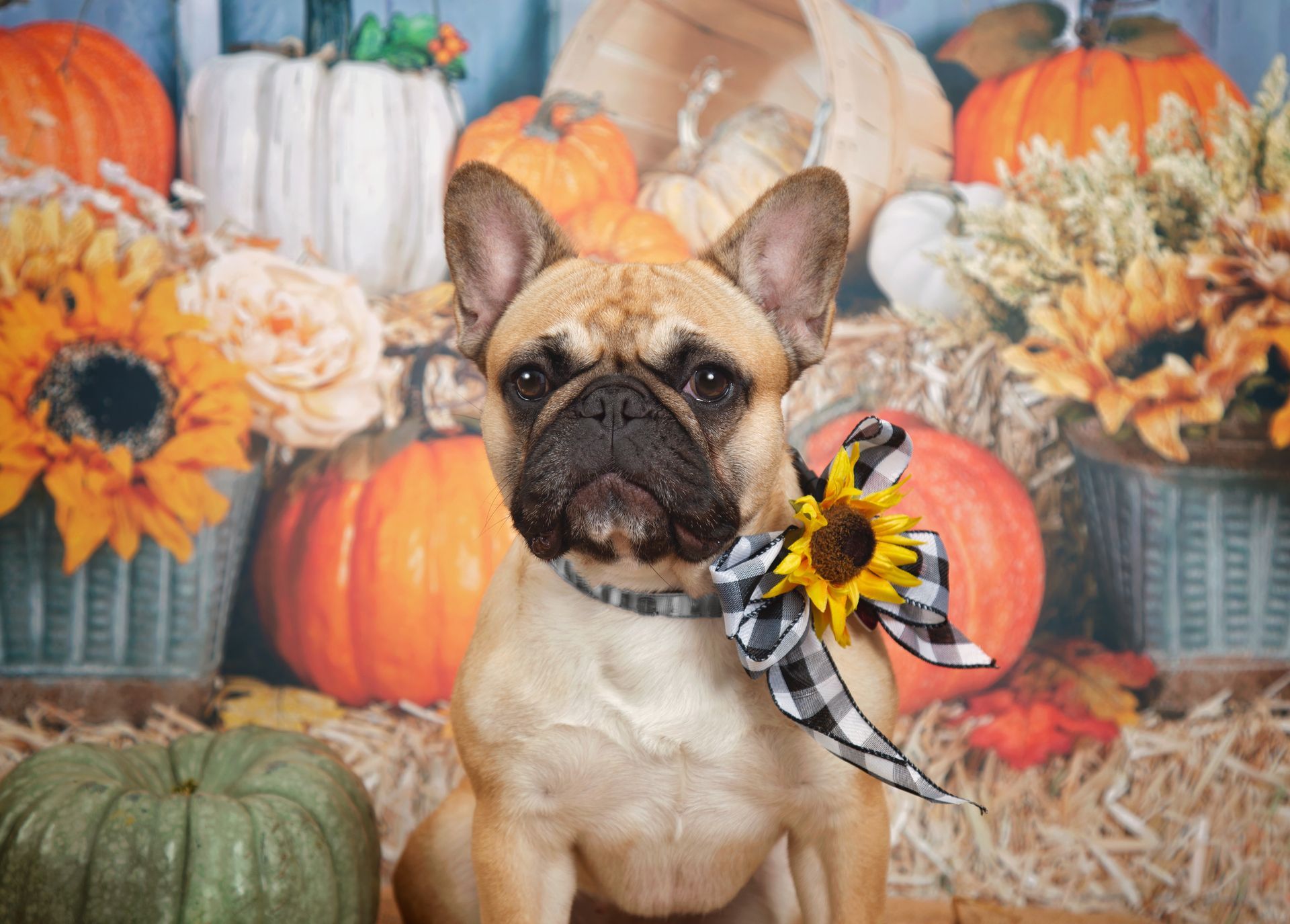 A french bulldog wearing a sunflower collar is sitting in front of pumpkins.