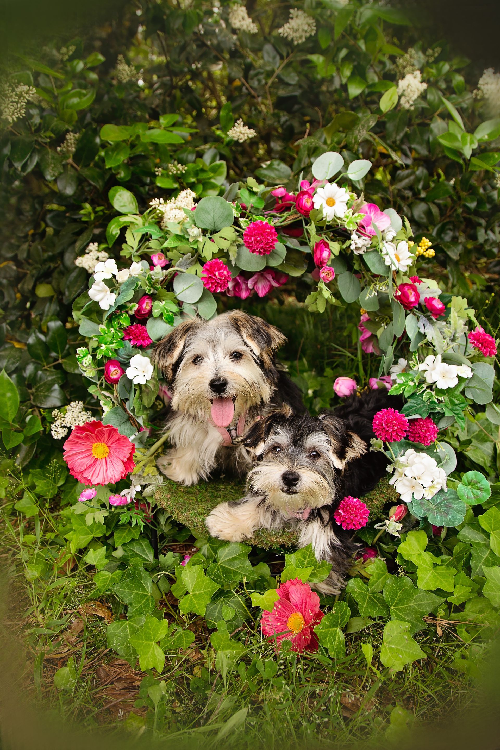 Two small dogs are laying in a wreath of flowers.