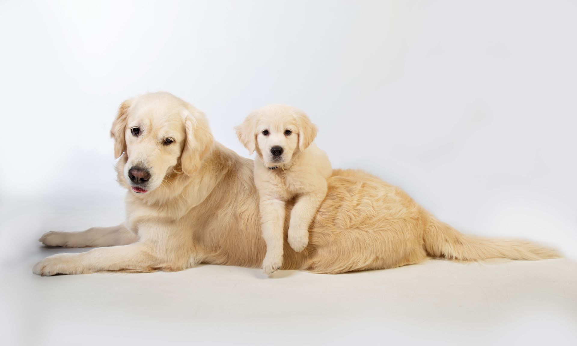 A golden retriever dog is laying down with a puppy laying across her back on a white surface .