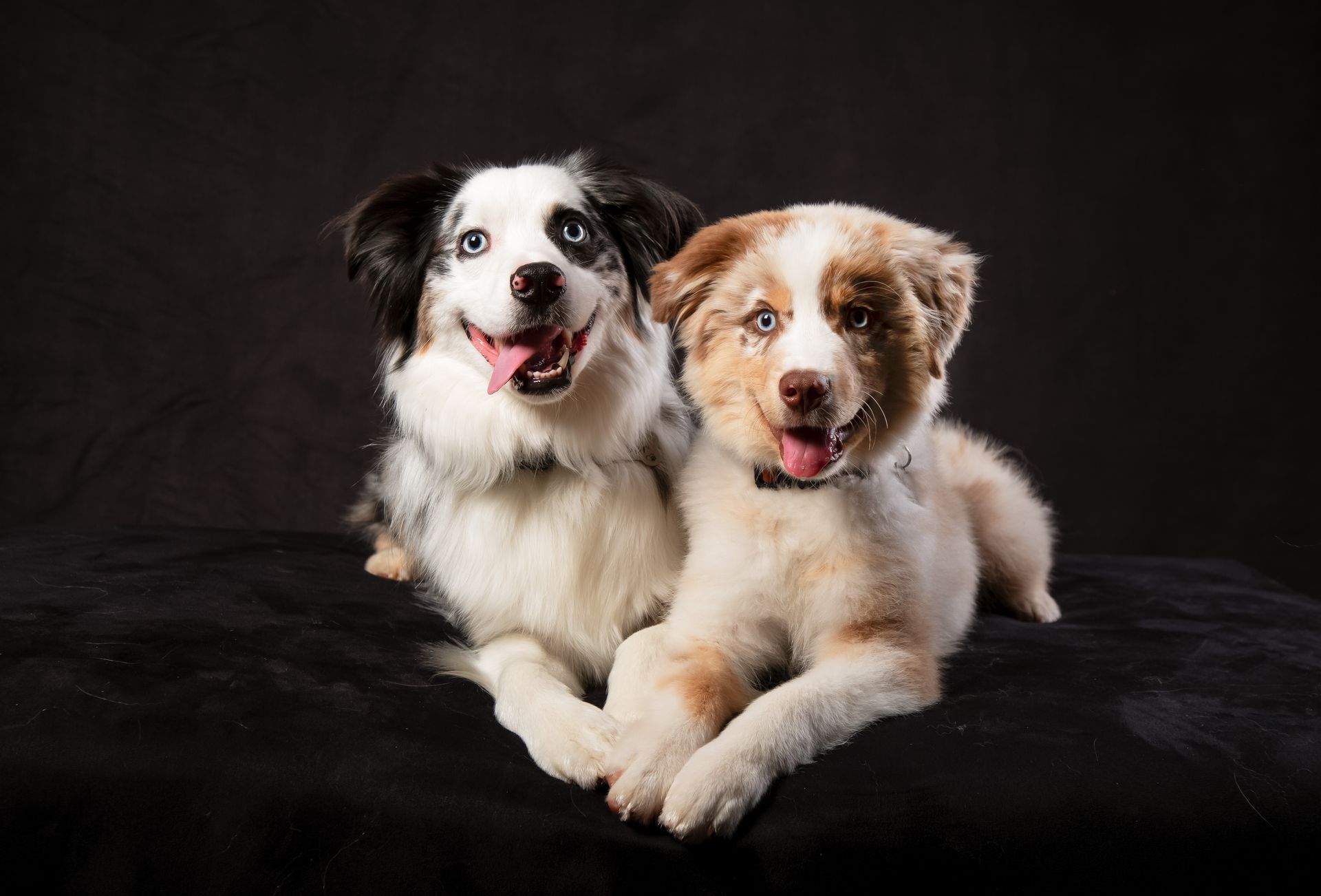 Two Aussie dogs are laying next to each other, smiling and holding front paws on a black blanket .
