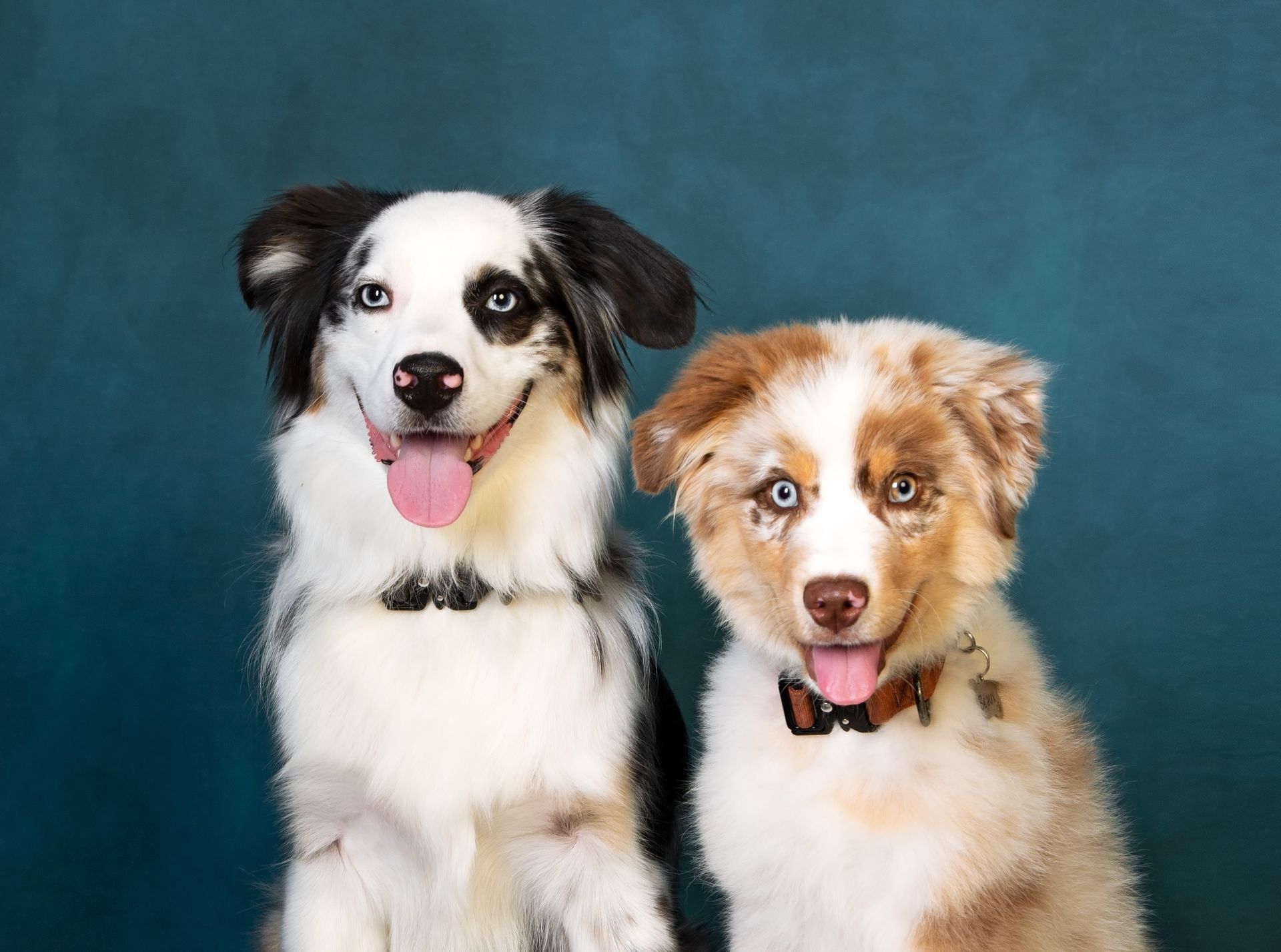 Two Aussie dogs wearing bow ties are sitting next to each other smiling  on a blue background.
