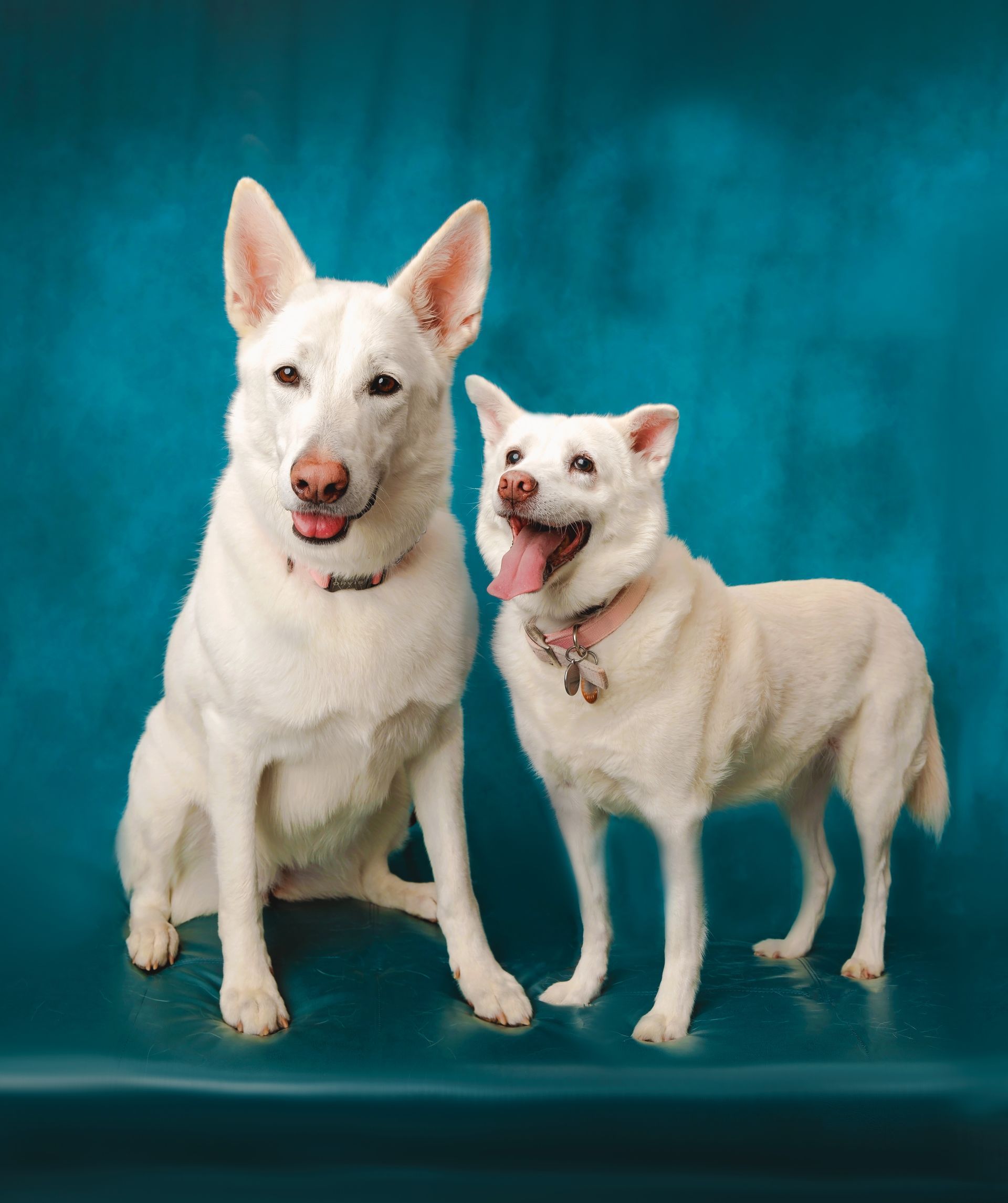 Two white German shepherd dogs are standing next to each other on a blue background.