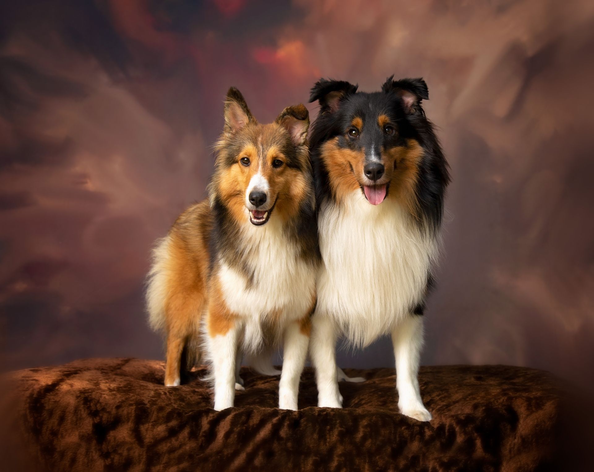 Two collies are standing next to each other in front of a master backdrop.