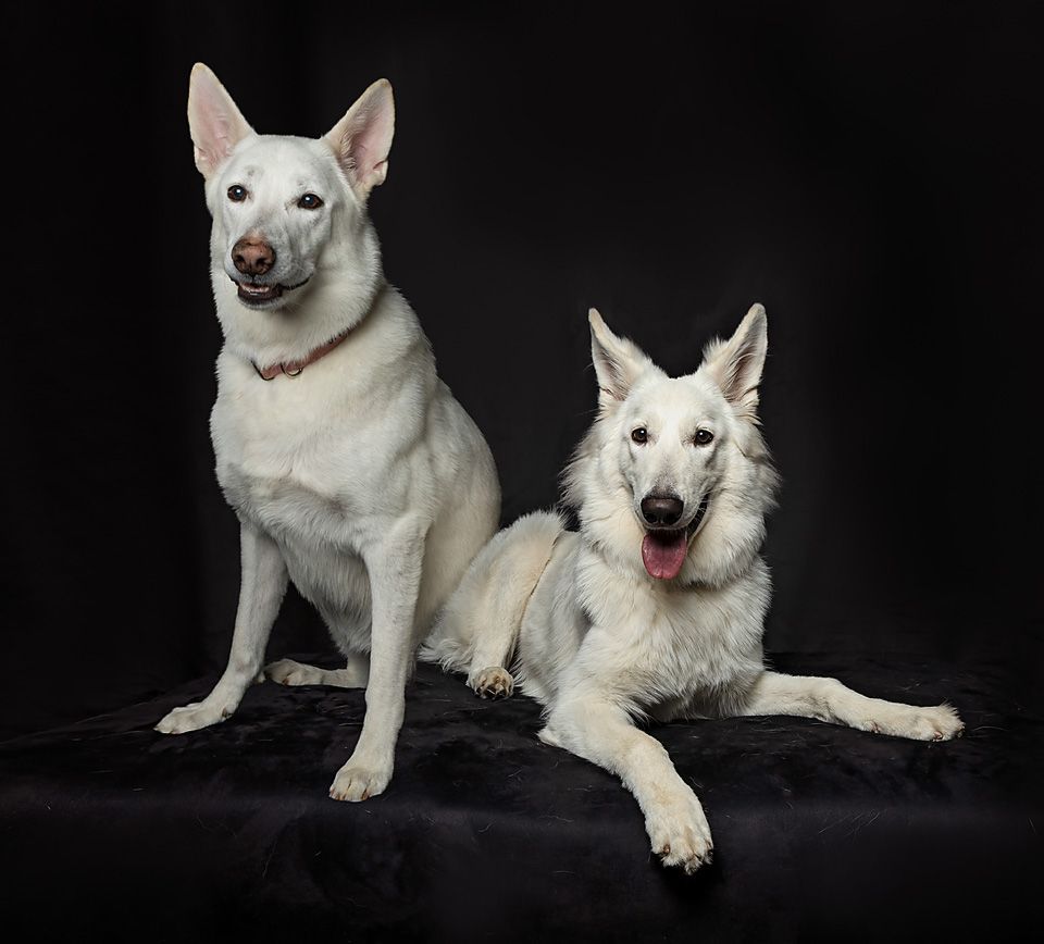 Two white German shepherd dogs are sitting next to each other on a black background.