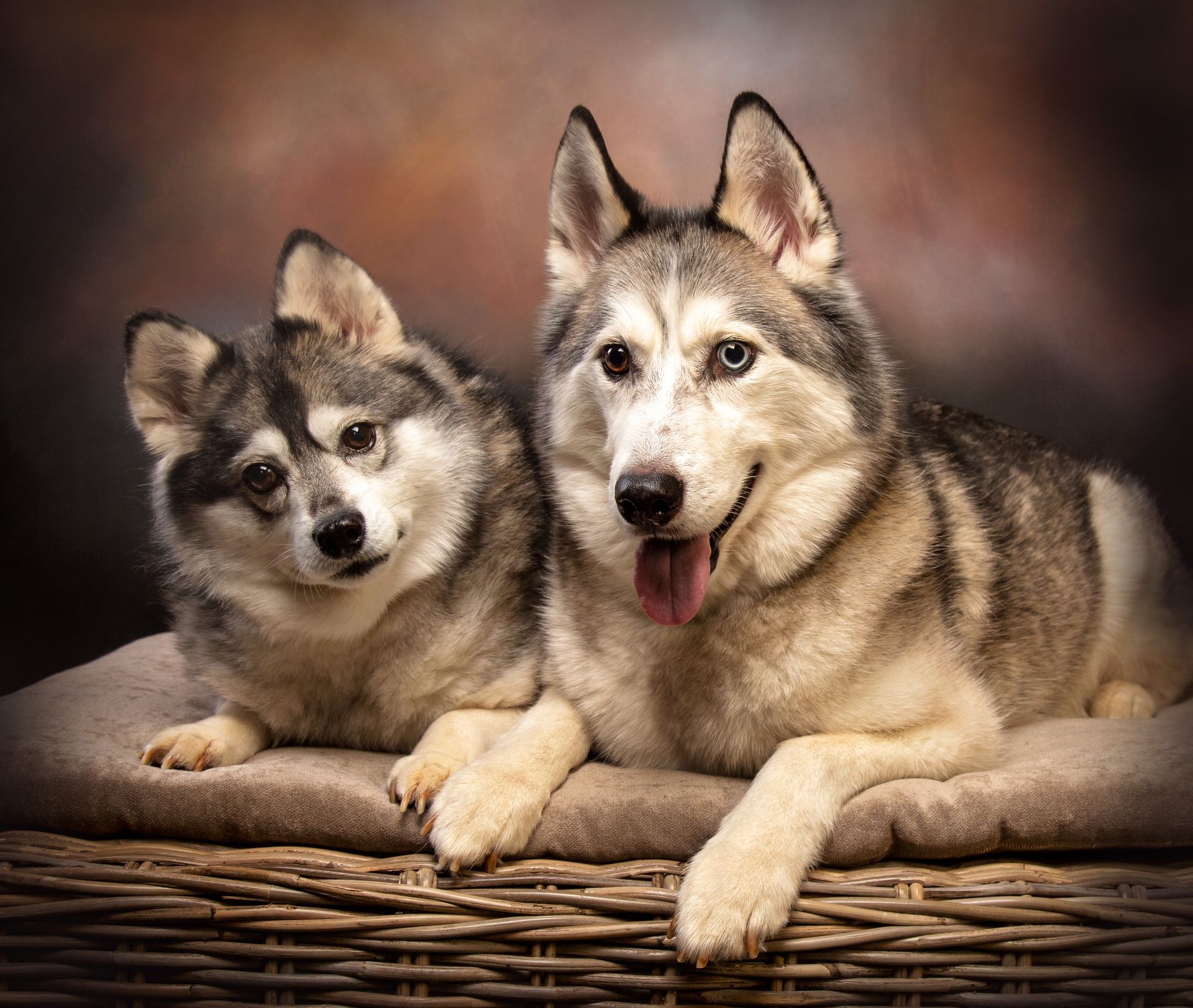 Two husky dogs are laying next to each other in a basket.