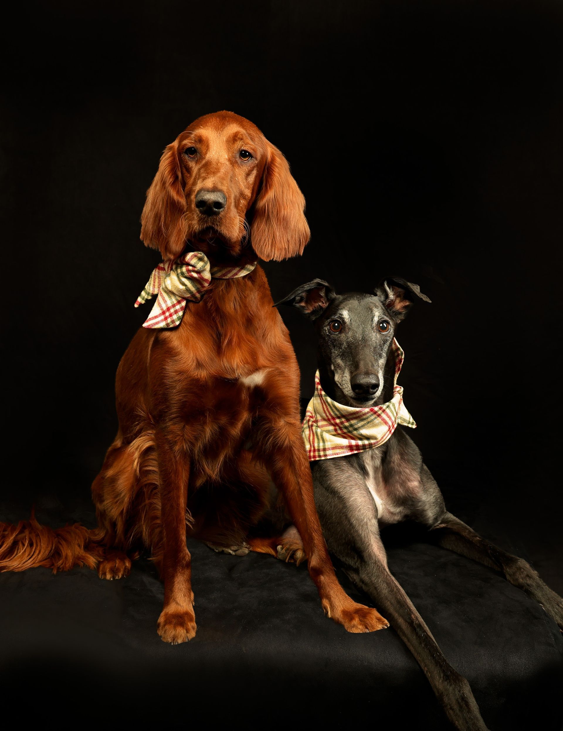Two dogs sitting next to each other with one wearing a bow tie.