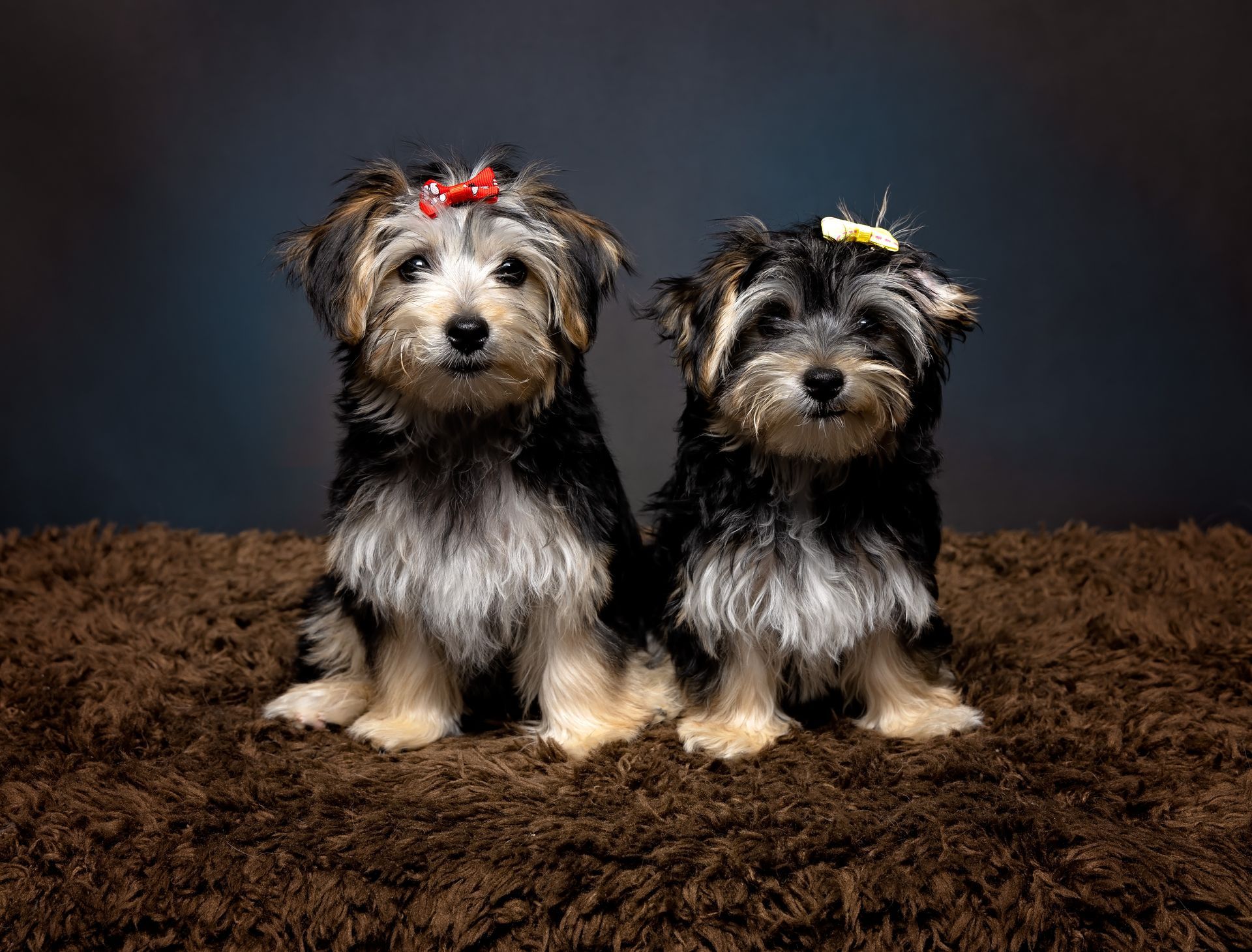 Two small dogs are sitting next to each other on a brown carpet.