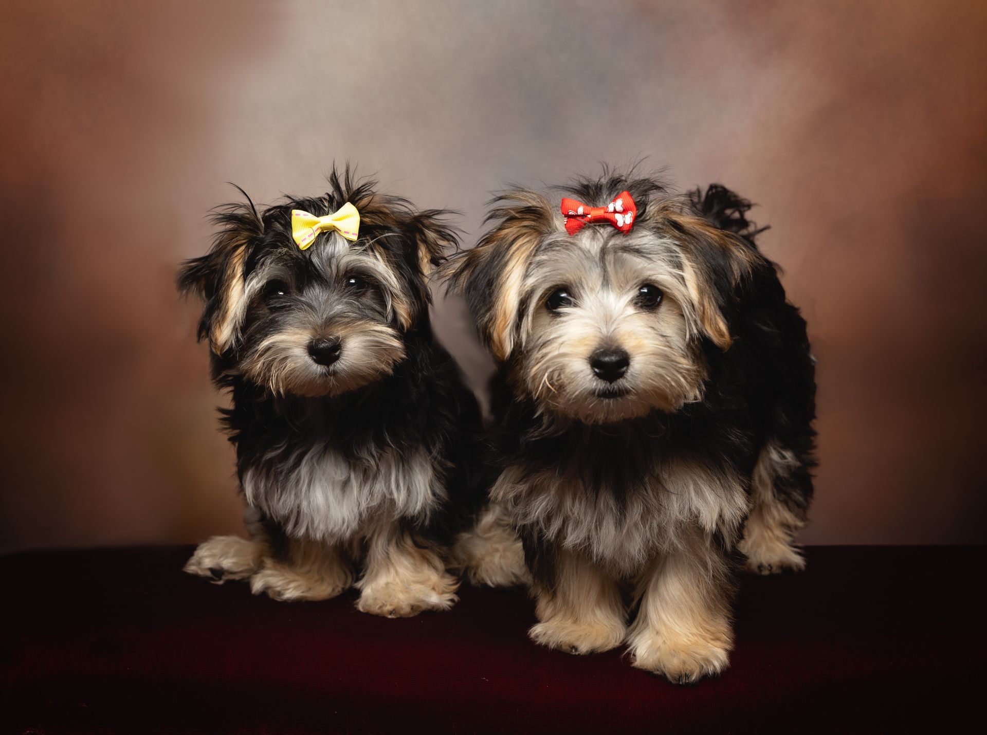 Two small dogs with bows on their heads are sitting next to each other.