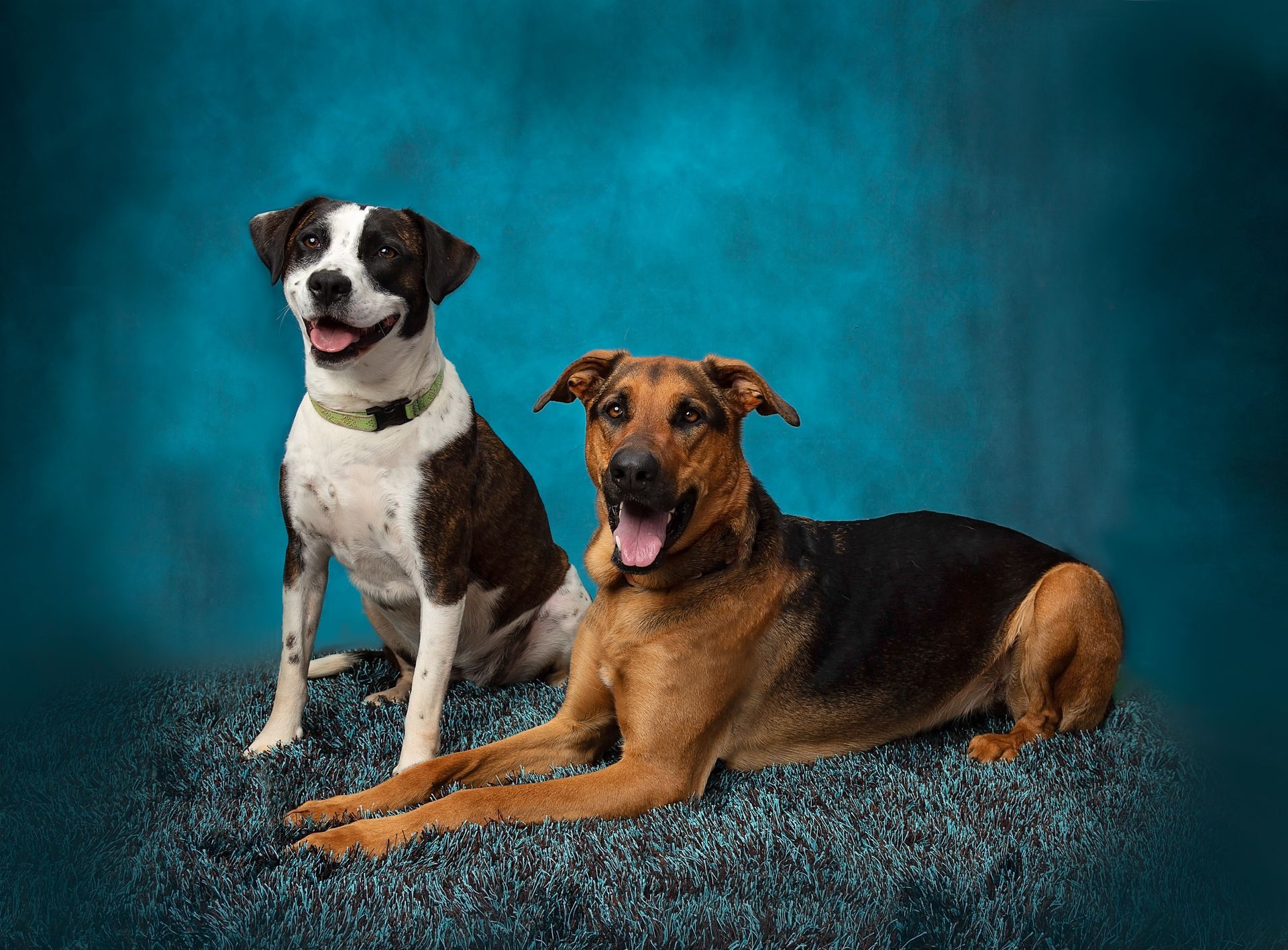 Two dogs are posing for a picture with a blue background.