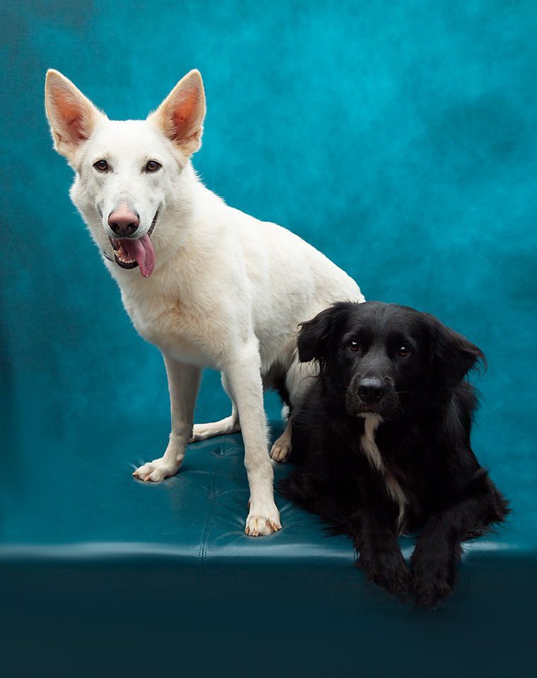 A white dog sitting next to a black dog on a blue ottoman.