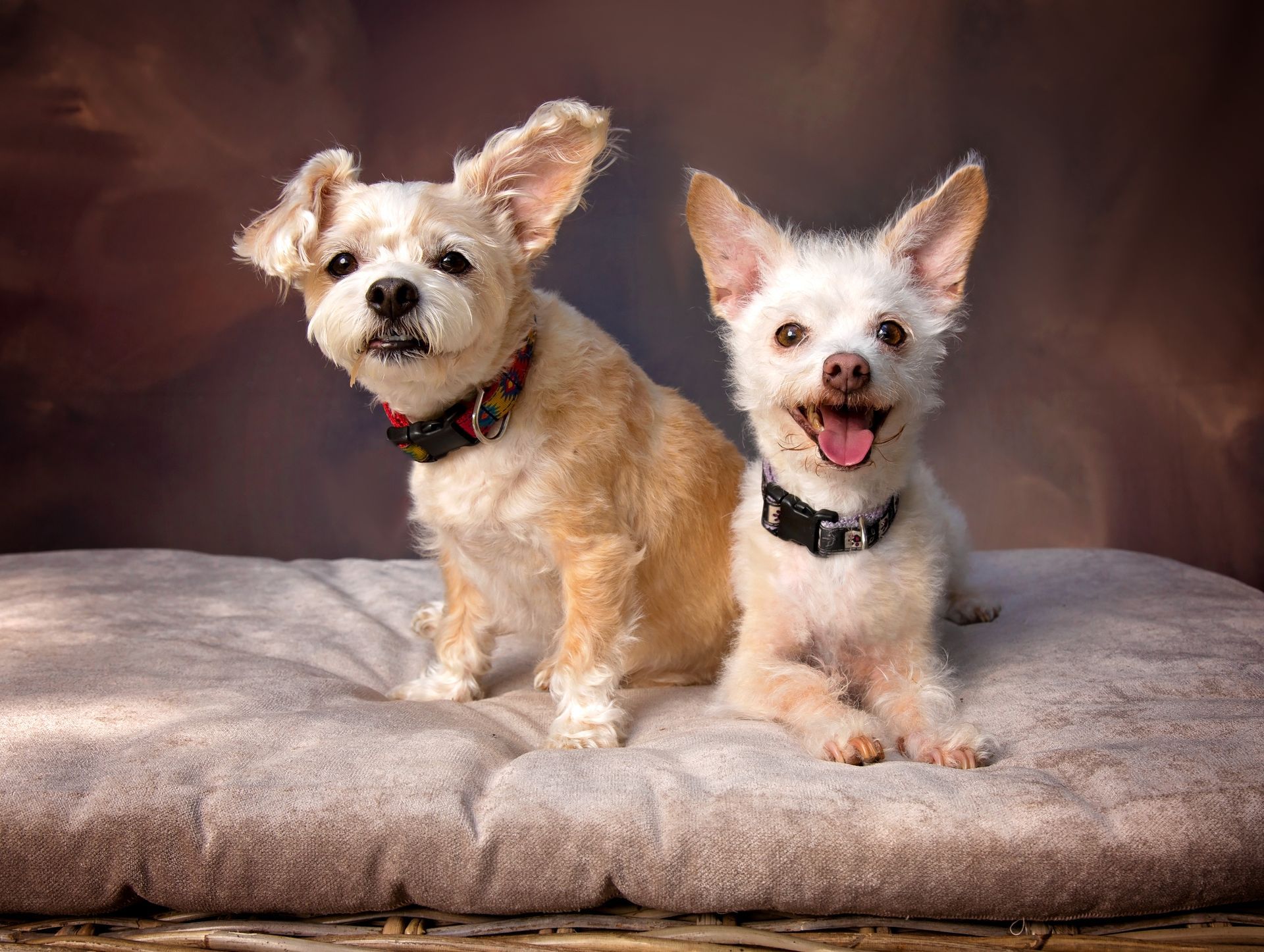 Two small dogs are sitting next to each other on a bed.
