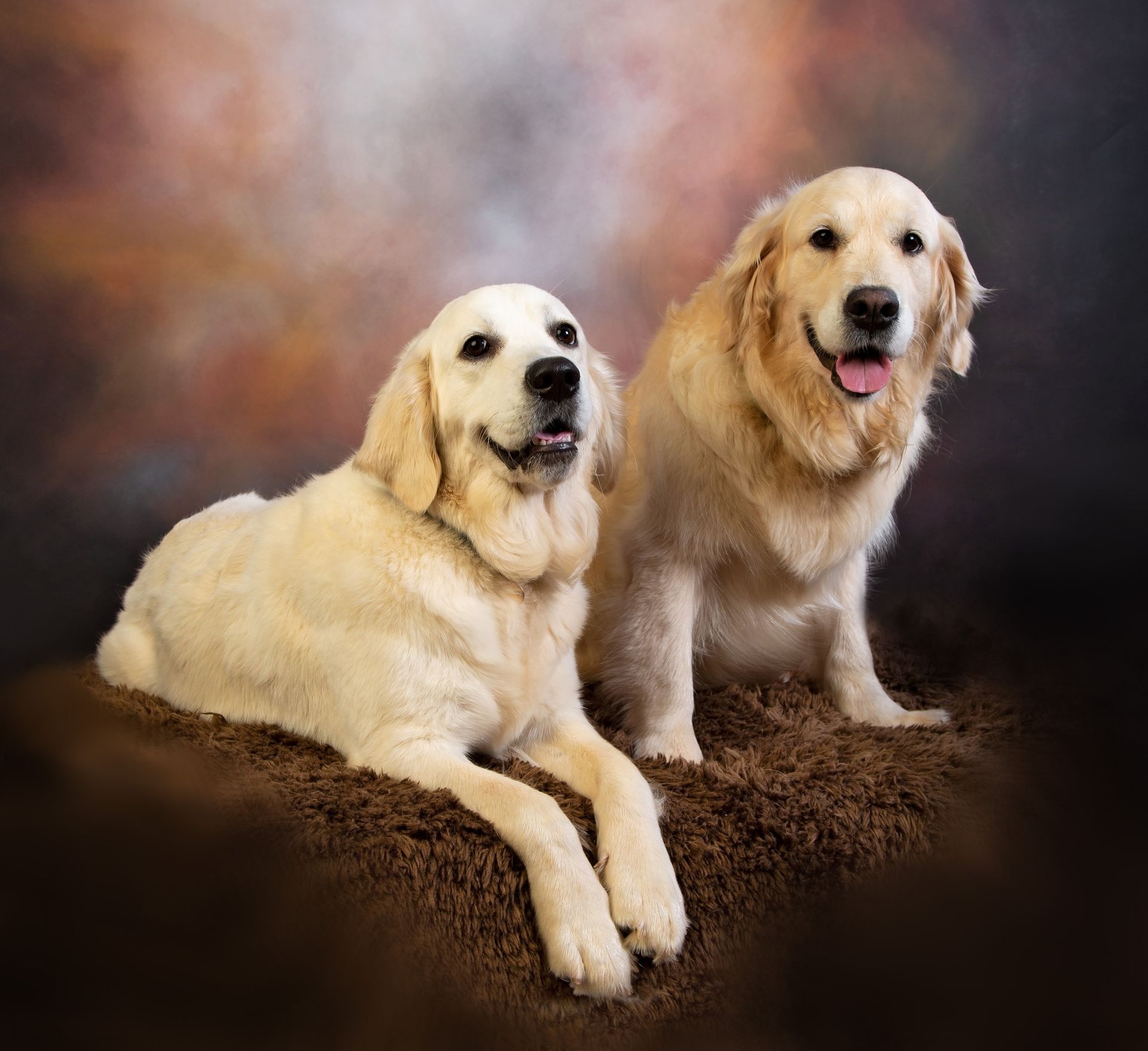 Two white dogs are sitting next to each other on a brown blanket.