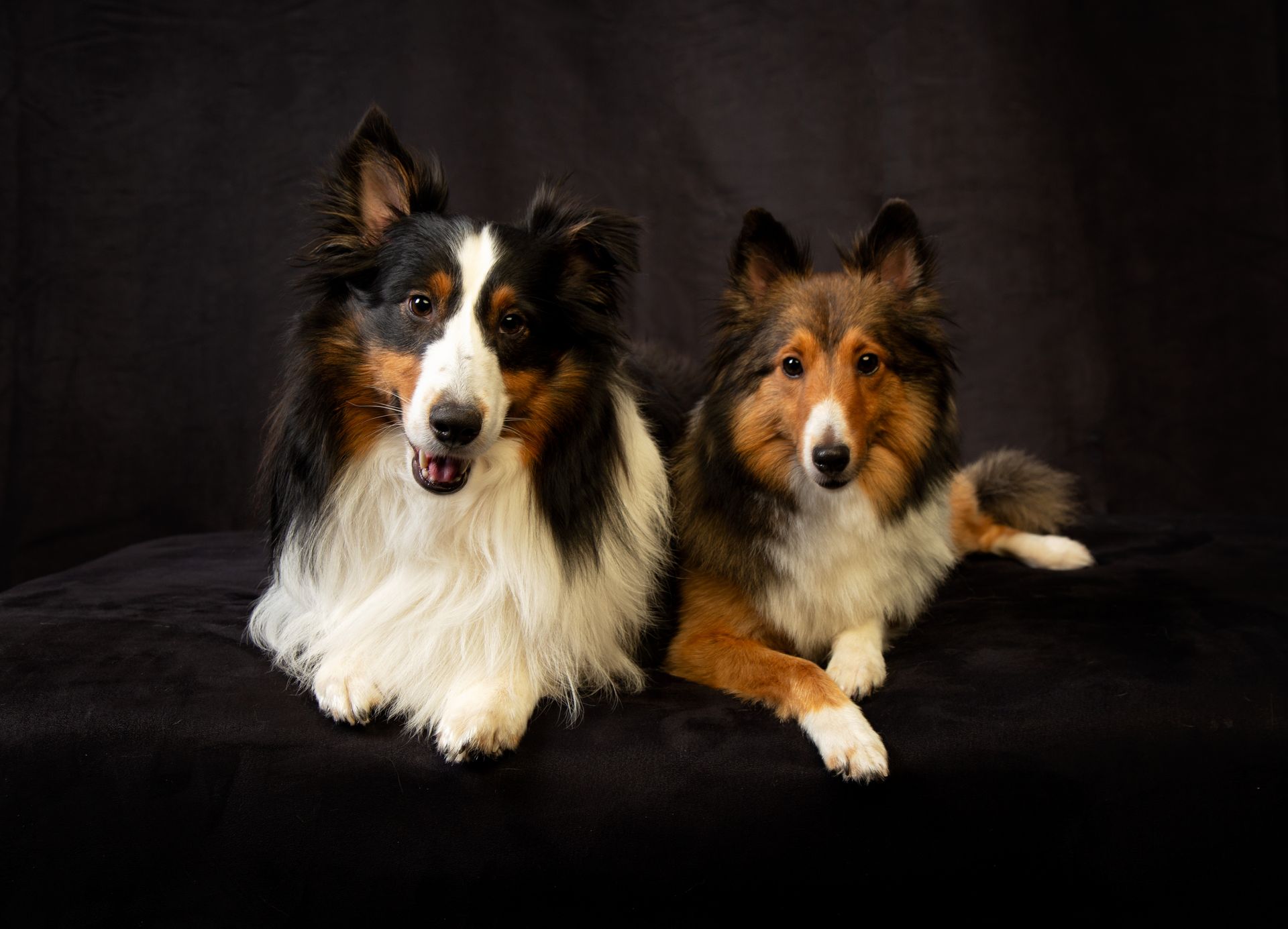 Two dogs are laying next to each other on a black background.