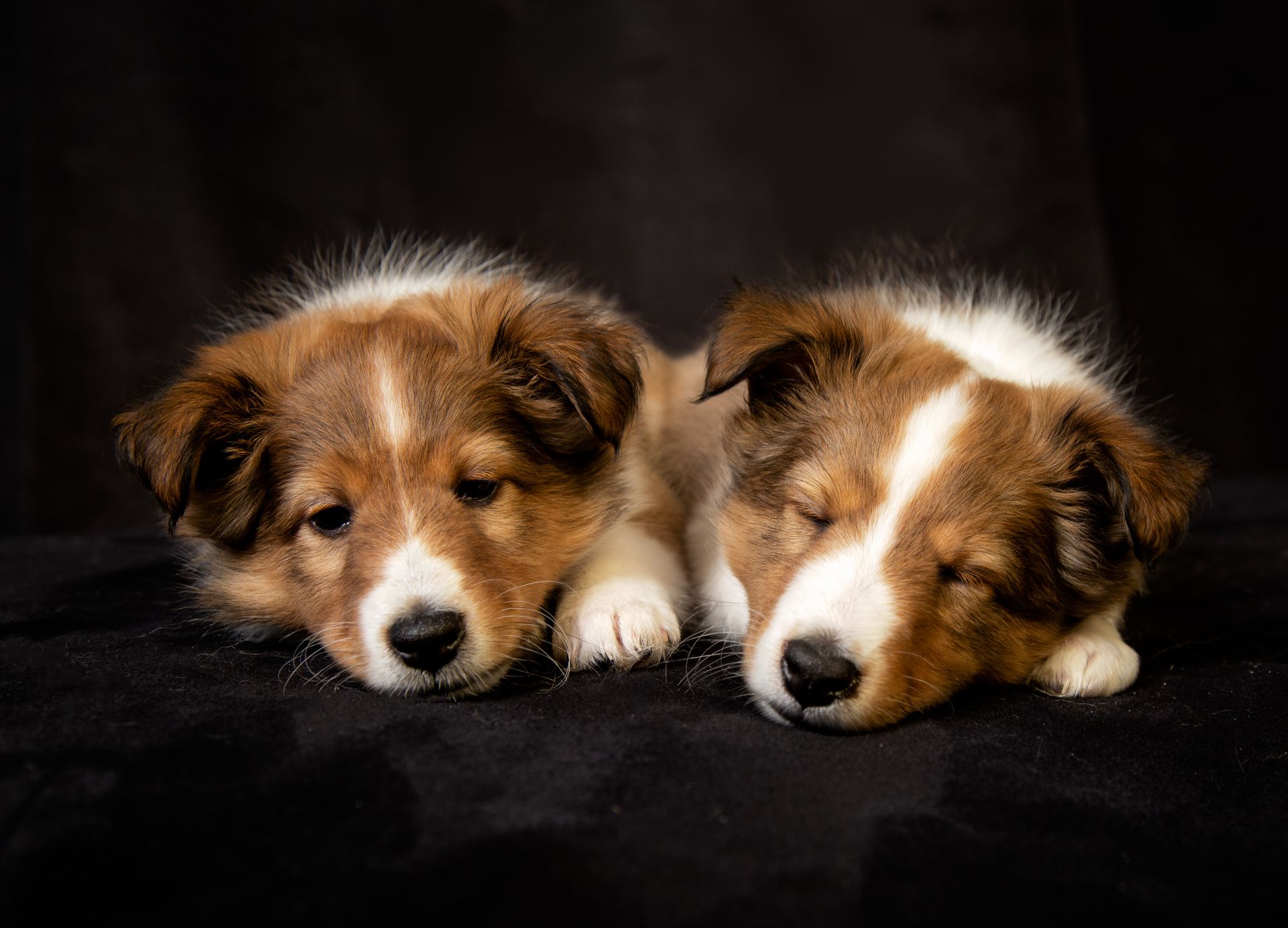 Two brown and white puppies are sleeping next to each other on a black background.