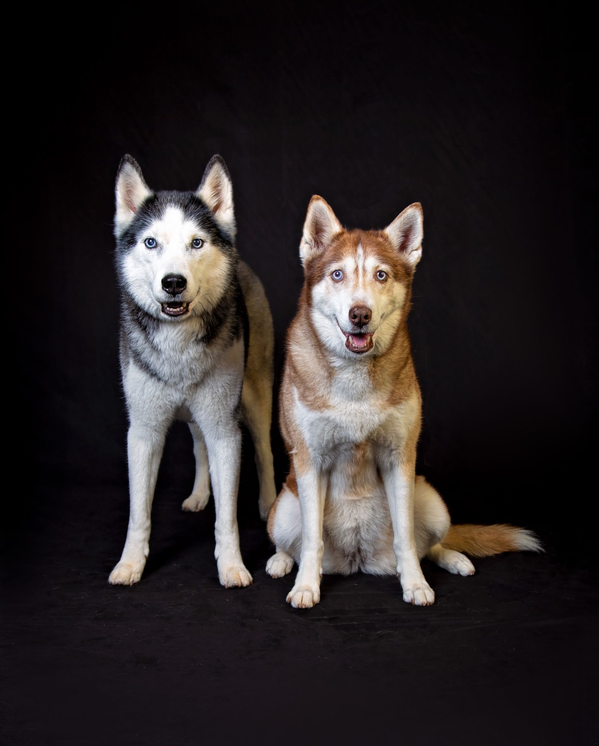 Two husky dogs are standing next to each other on a black background.