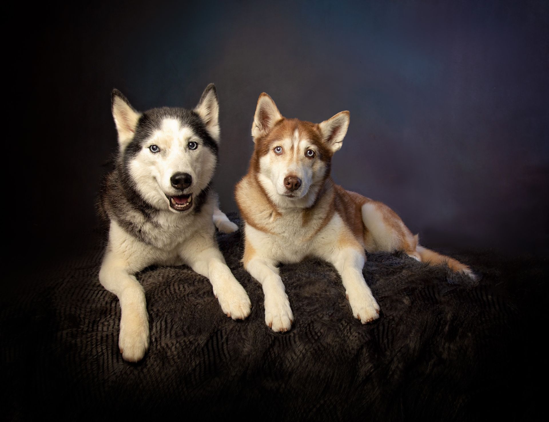 Two husky dogs are laying next to each other on a black couch.