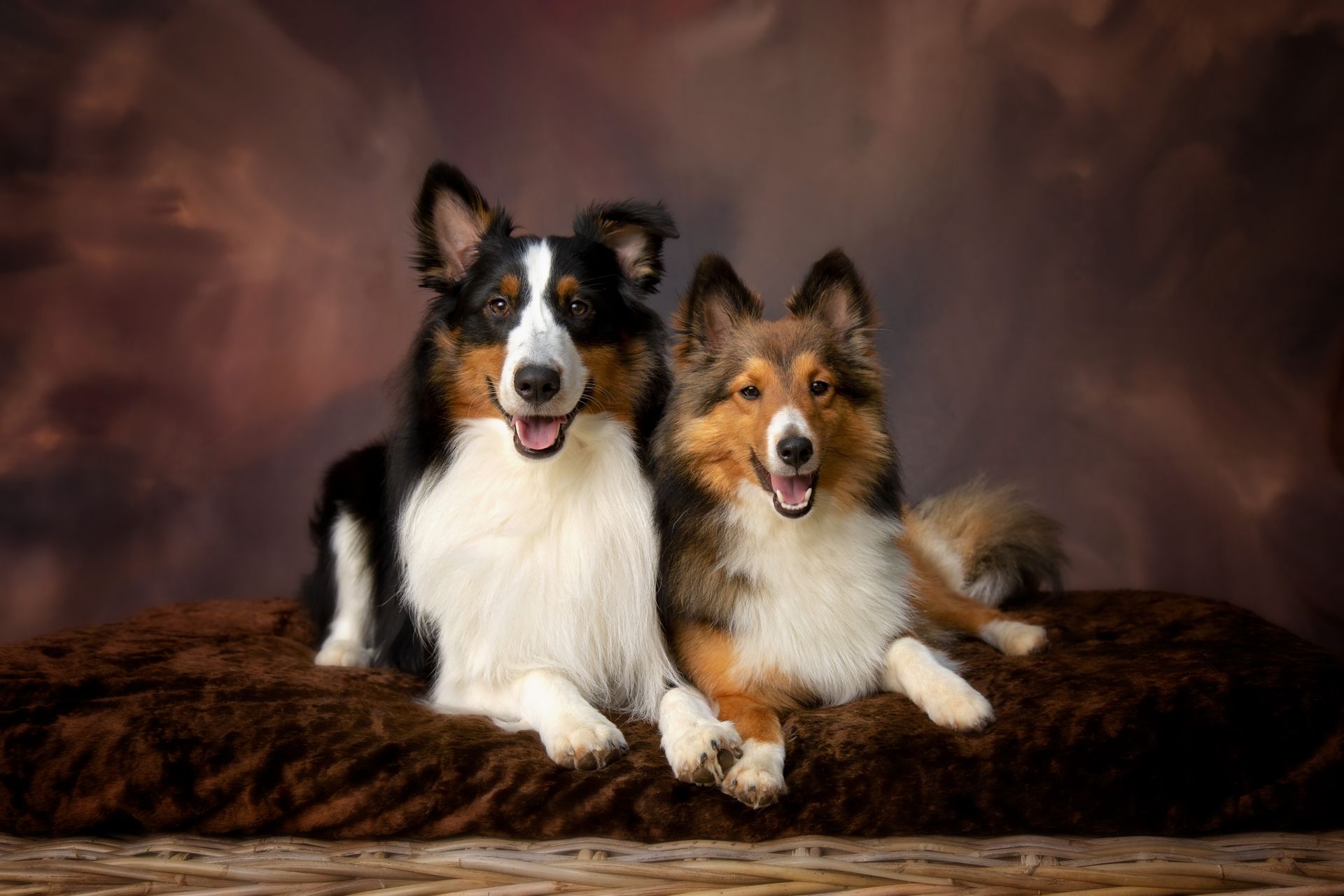 Two collies are laying next to each other on a bed.