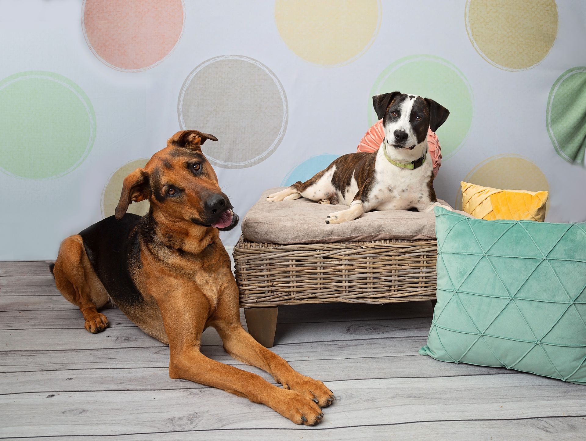 Two dogs are laying next to each other on a wicker bed.