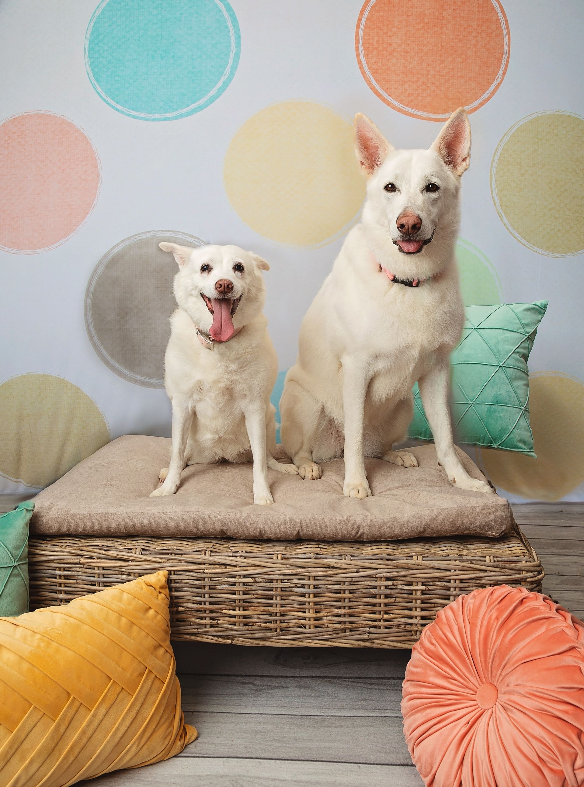 Two white dogs are sitting on a wicker ottoman surrounded by pastel colored throw pillows.