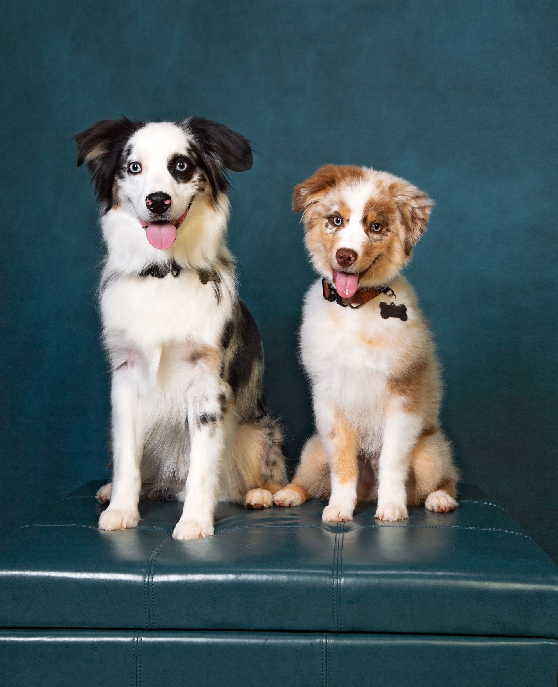 Two Aussie dogs are sitting next to each other on a blue couch.