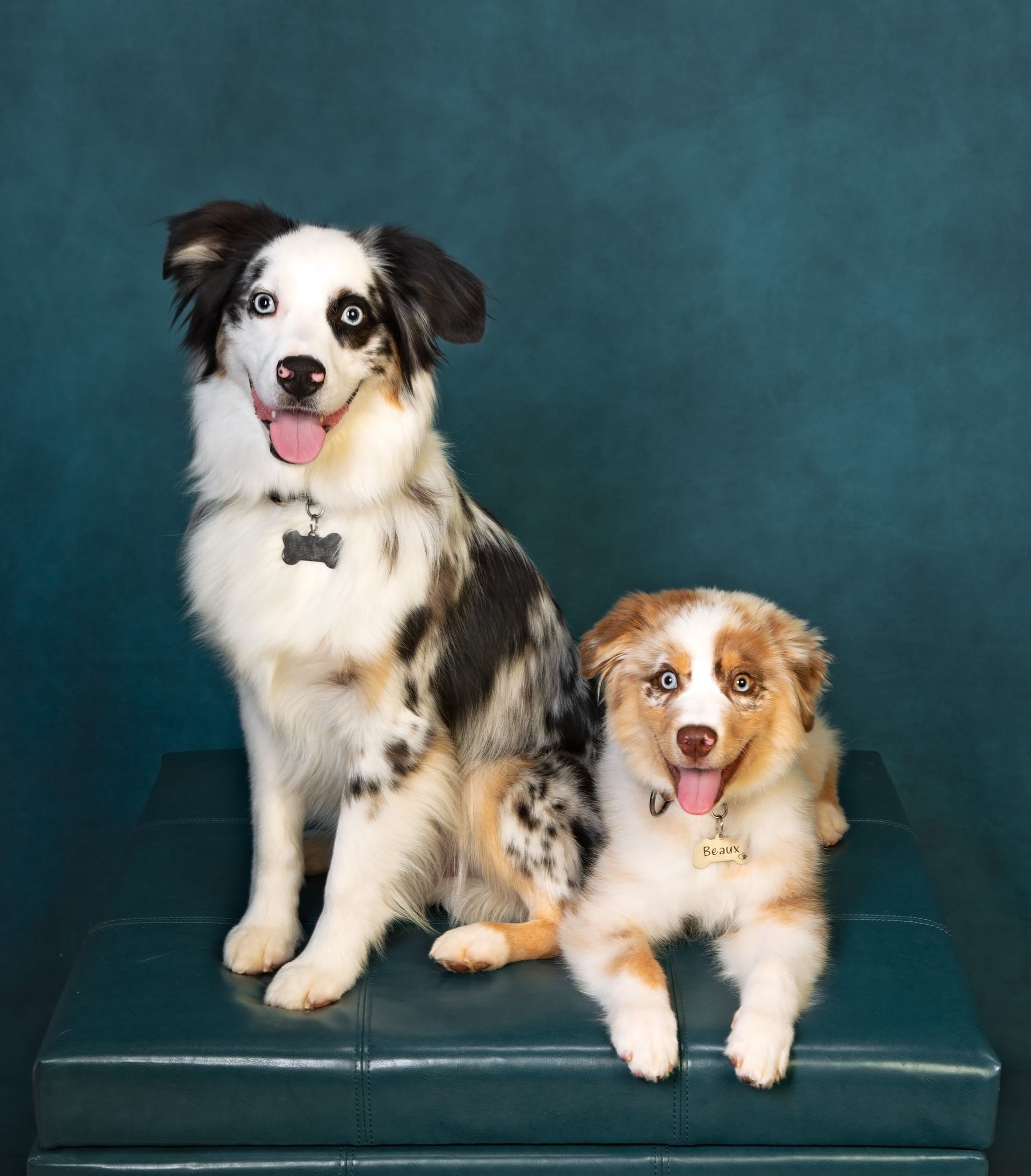 Two Aussie dogs sitting next to each other on a blue ottoman.