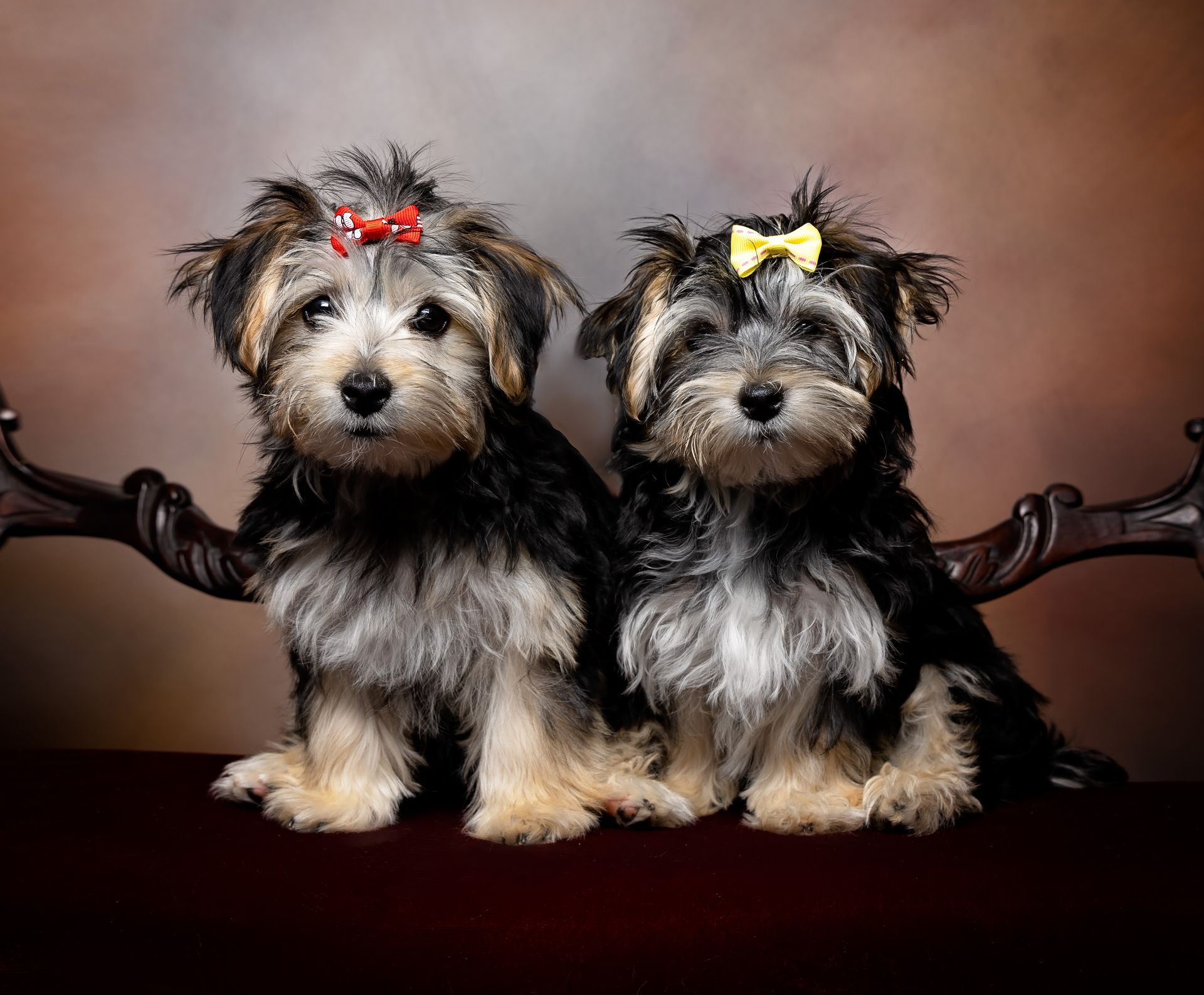 Two small dogs with bows in their hair are sitting next to each other on a chair.