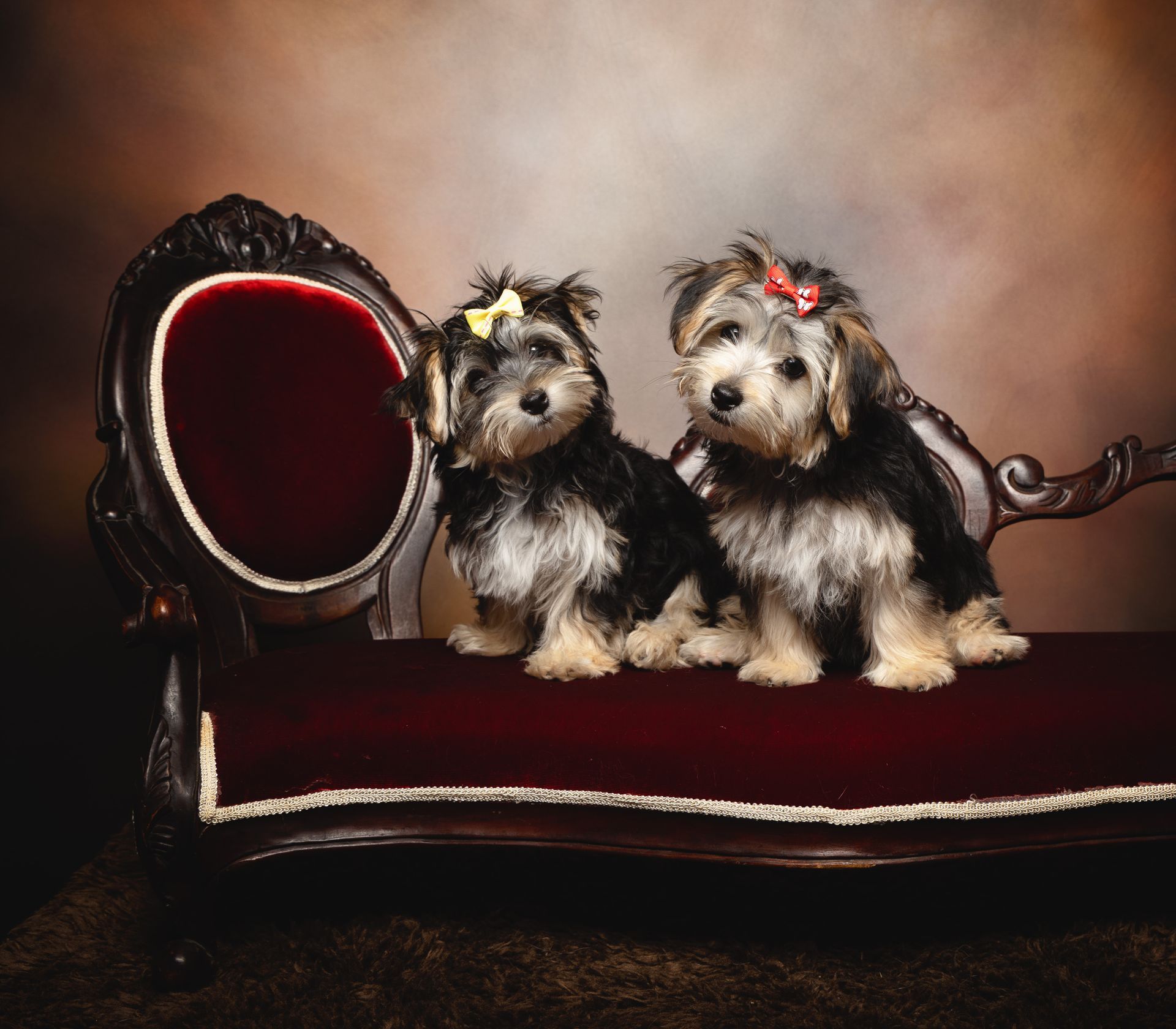 Two small dogs are sitting on an antique red couch.