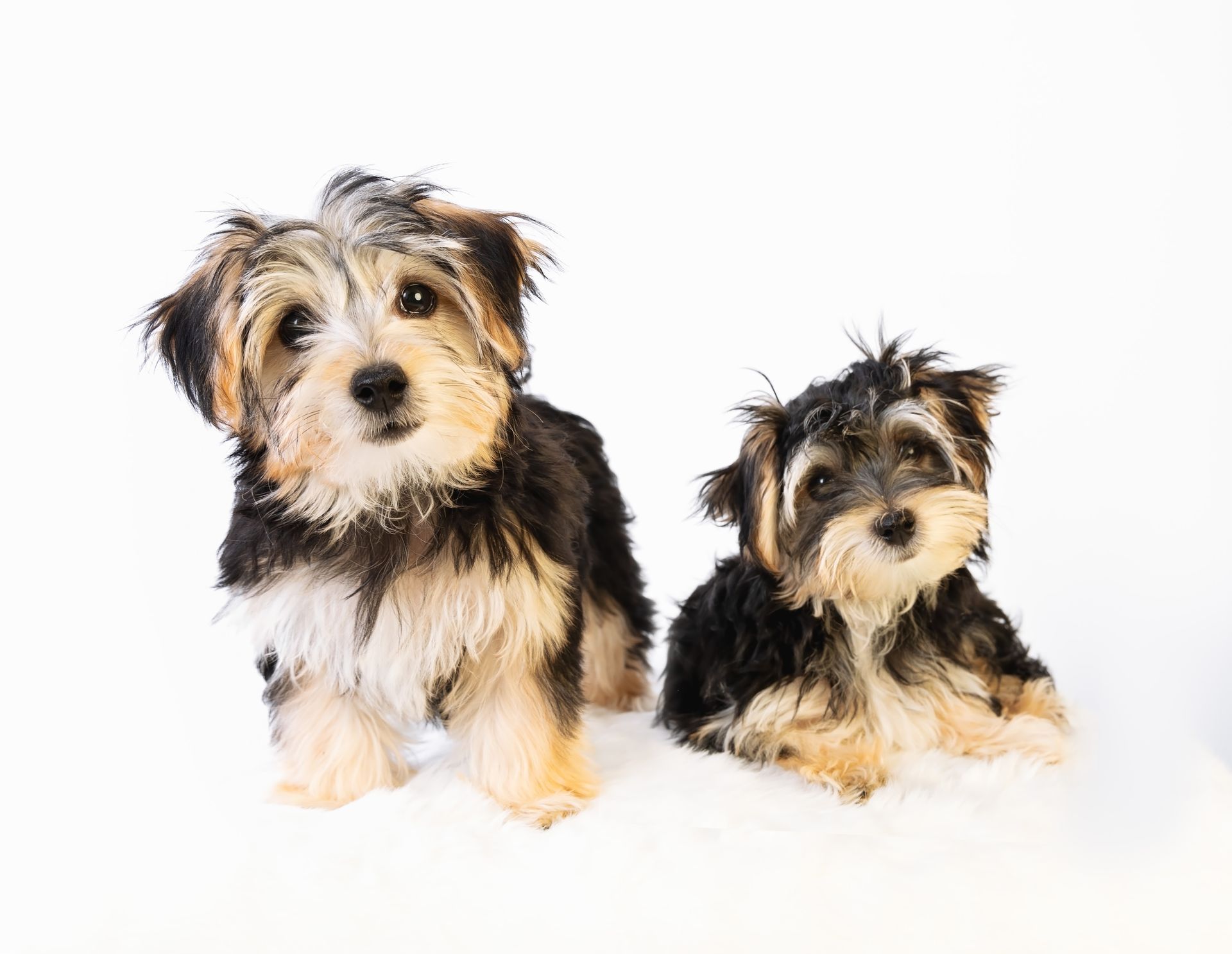 Two small dogs are sitting next to each other on a white background.