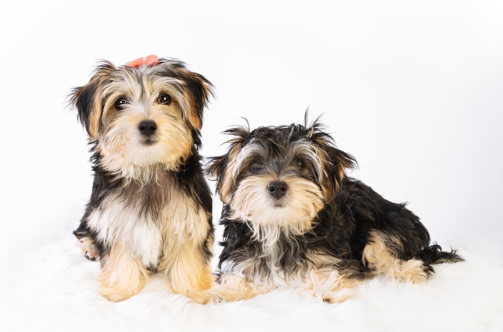 Two small dogs are sitting next to each other on a white background.