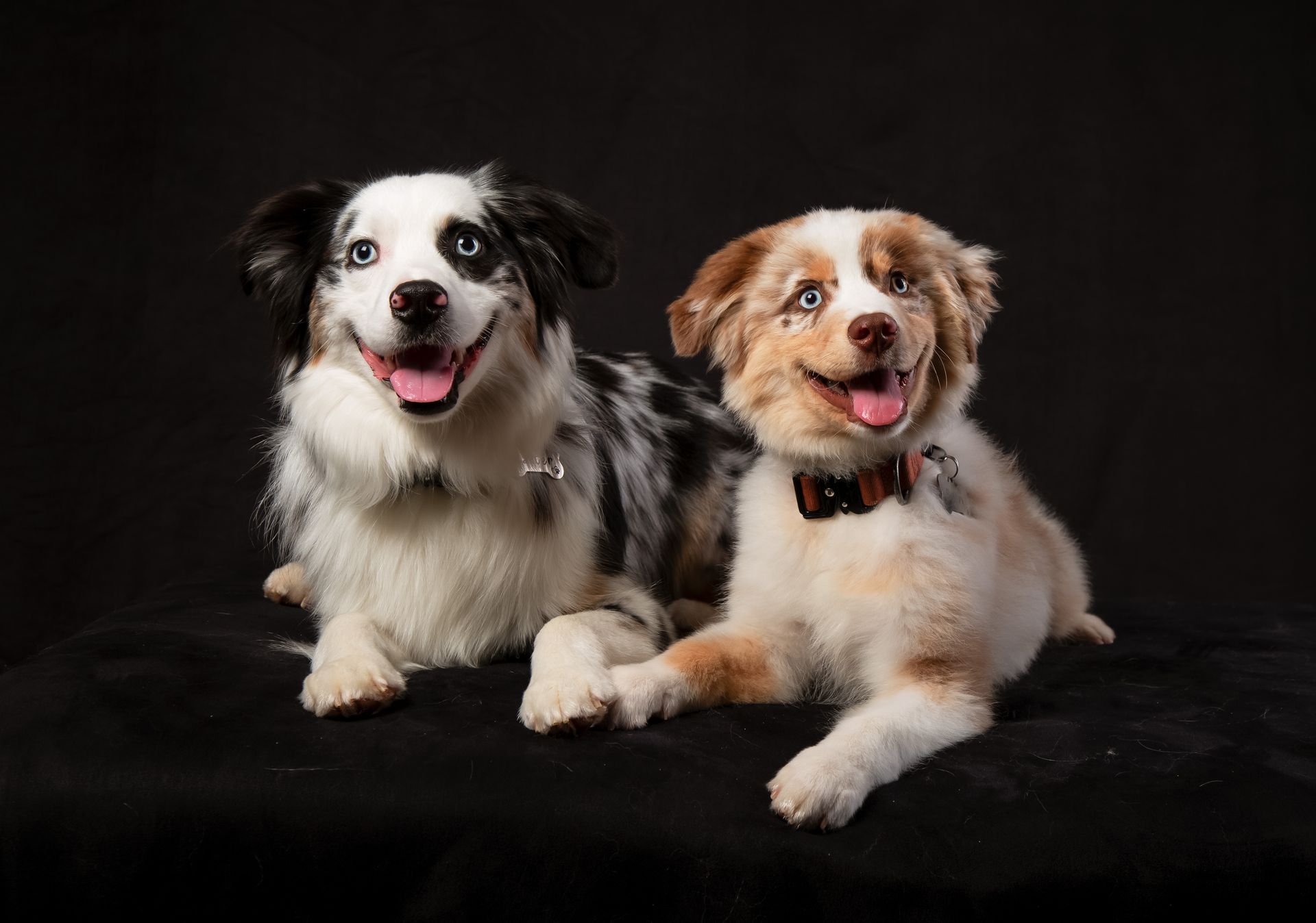 Two smiling dogs are laying next to each other on a black background.
