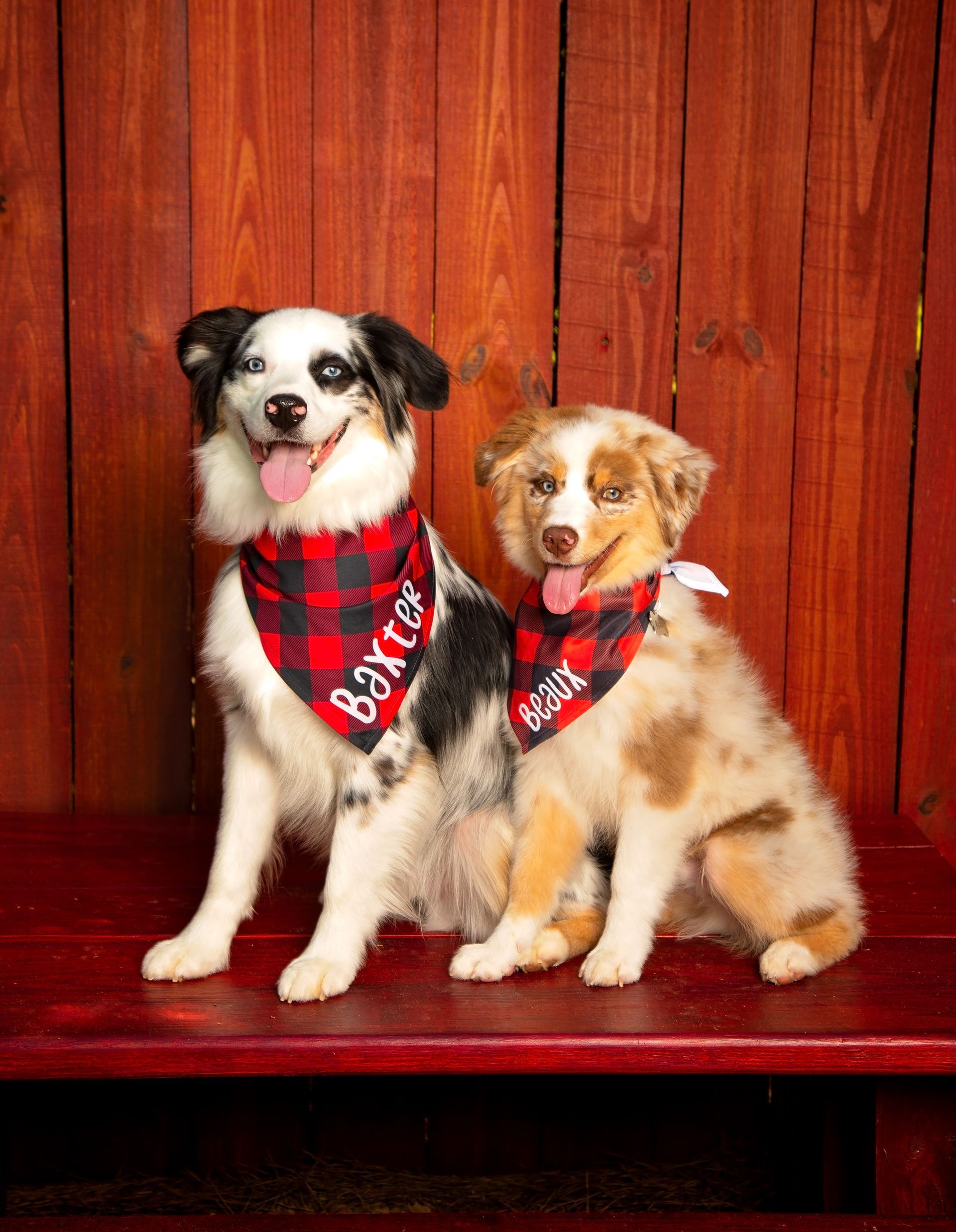 Two dogs wearing bandanas are sitting on a red bench in front of a red wooden wall.