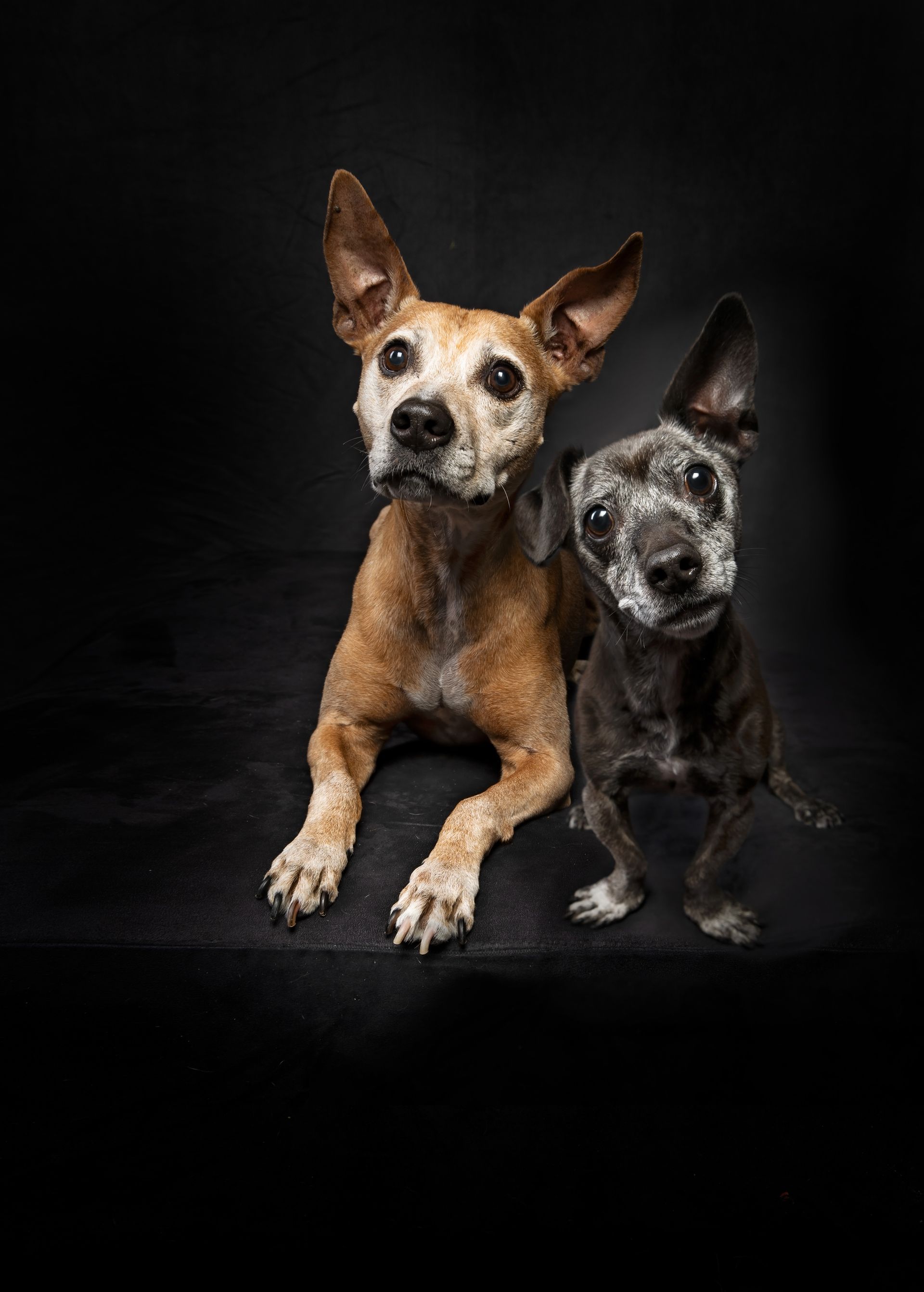 Two dogs are laying next to each other on a black background.